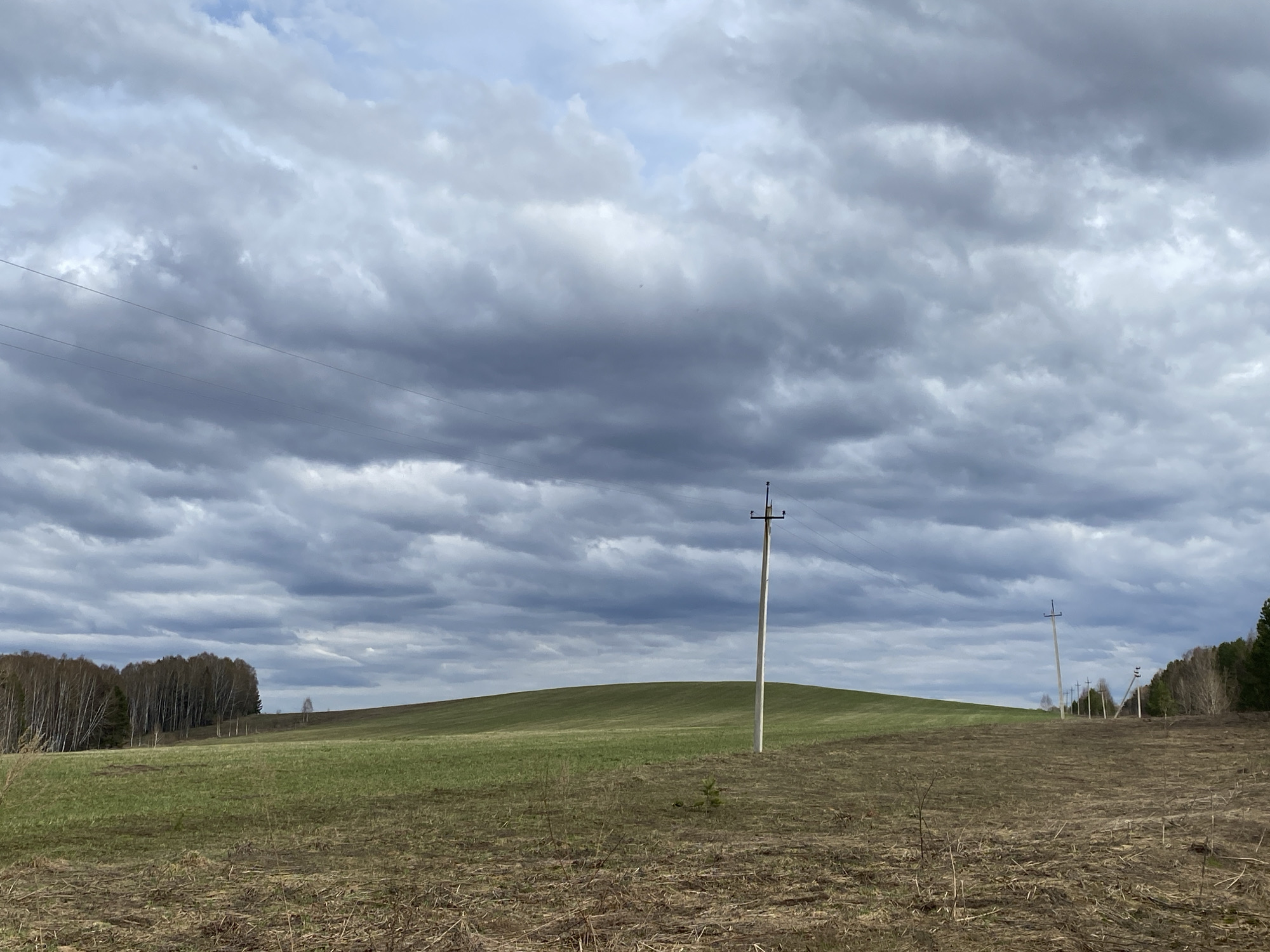 The image presents a vast, open rural landscape under a dramatic, heavily clouded sky. The sky is dominated by thick layers of dark grey and lighter grey clouds, suggesting an overcast or pre-storm atmosphere, with only hints of brighter sky visible through breaks.
In the foreground, the ground is covered with dry, brown, and sparse vegetation, likely indicating late winter or early spring conditions. A small, green sapling stands near the base of a utility pole. The midground features a gently sloping, vibrant green field or hill, implying new growth.
A tall, light-colored utility pole stands prominently in the mid-right of the frame, fitted with insulators and wires that stretch horizontally across the upper part of the image. Further to the right, a line of similar utility poles recedes into the distance.
On the far left, a dense stand of deciduous trees, many with light-colored trunks characteristic of birches, marks the edge of a forest. Another cluster of trees is visible on the far right horizon. The scene is static, devoid of people or explicit activity, and depicts a broad, tranquil vista. The time of day is daytime, but the heavy cloud cover gives the light a subdued quality. There is no visible text. The landscape is consistent with a rural area in Nekrasovo, Russia during a transitional season.