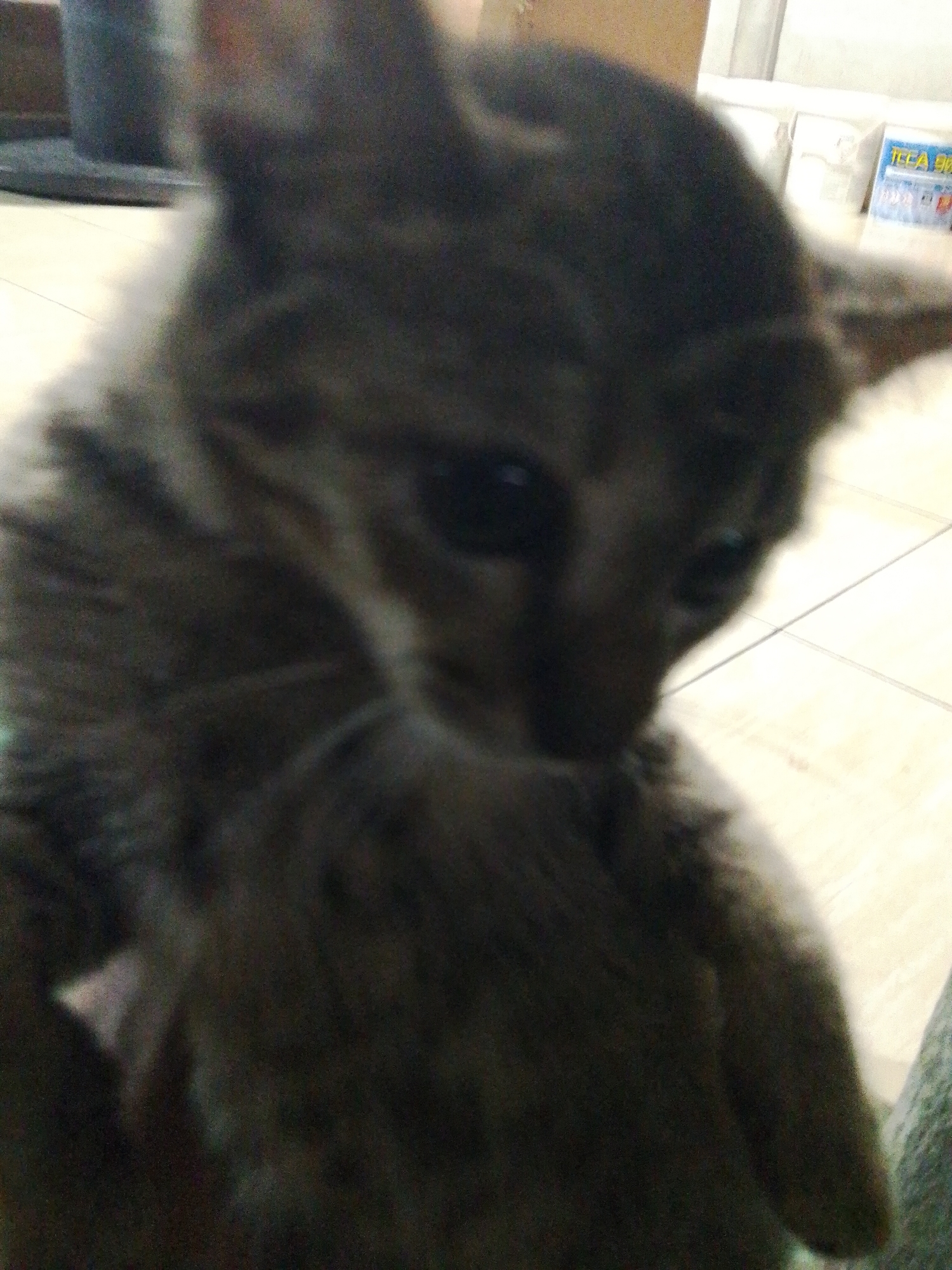 The image is a blurry, close-up shot of a dark-colored kitten sitting on a tiled floor. The kitten's fur appears to be a mix of gray and black tabby markings. Its eyes are visible, and it appears to be looking downwards. In the background, to the right, there is a stack of colorful boxes or packaging. The floor is made of light-colored tiles, with dark grout lines visible. The overall lighting in the image is dim. There is no indication of the specific location within Bukit Ketok, Indonesia, as the image lacks any identifiable landmarks or contextual clues.