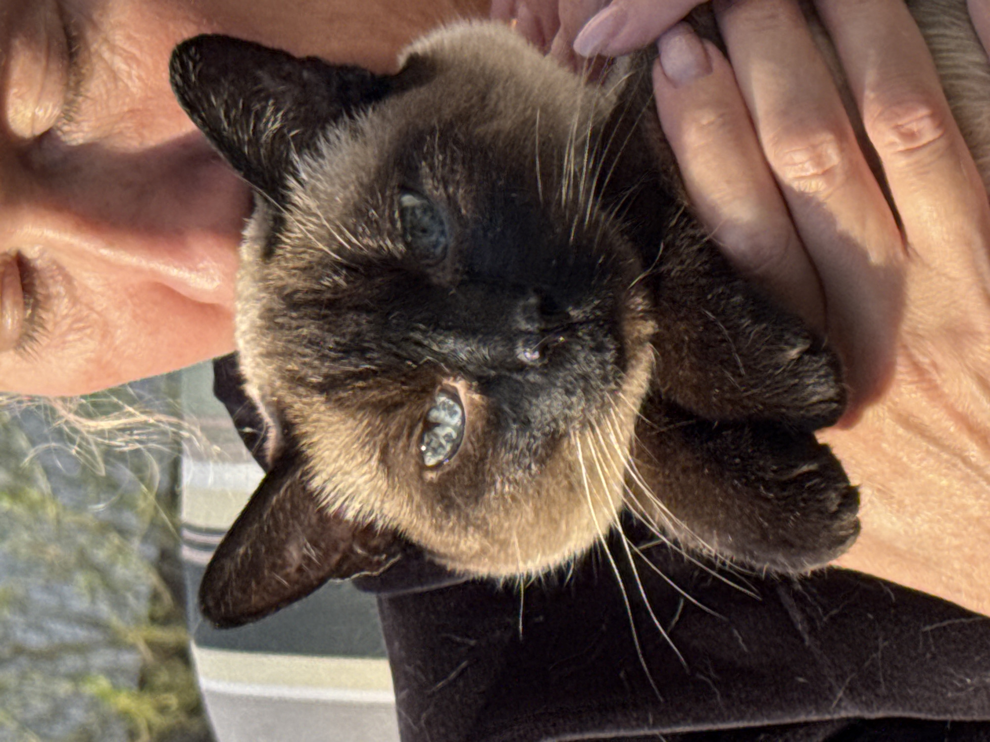 A Siamese cat with blue eyes is held in a person's hands. The cat's face is in focus, showing its whiskers and dark facial markings. The person holding the cat has fair skin and manicured fingernails. Part of another person's face is visible in the background. The setting appears to be outdoors. There is no indication of the image being located in Steklyannyi, Russia.