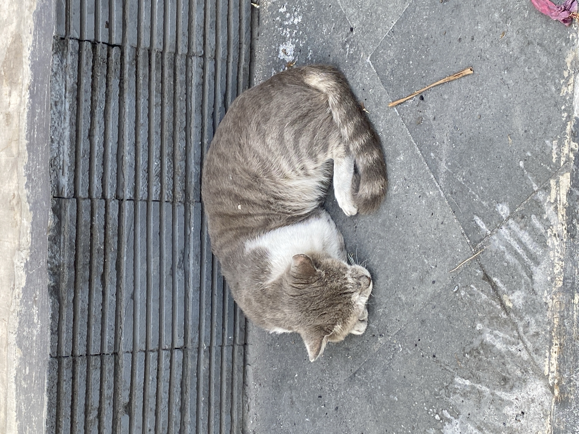 A grey and white tabby cat is curled up asleep on a grey paved surface in front of a wall made of stacked, dark grey rectangular stones. The cat's head is tucked down towards its paws. A thin, dry twig lies on the pavement near the cat's tail. The scene appears to be outdoors.