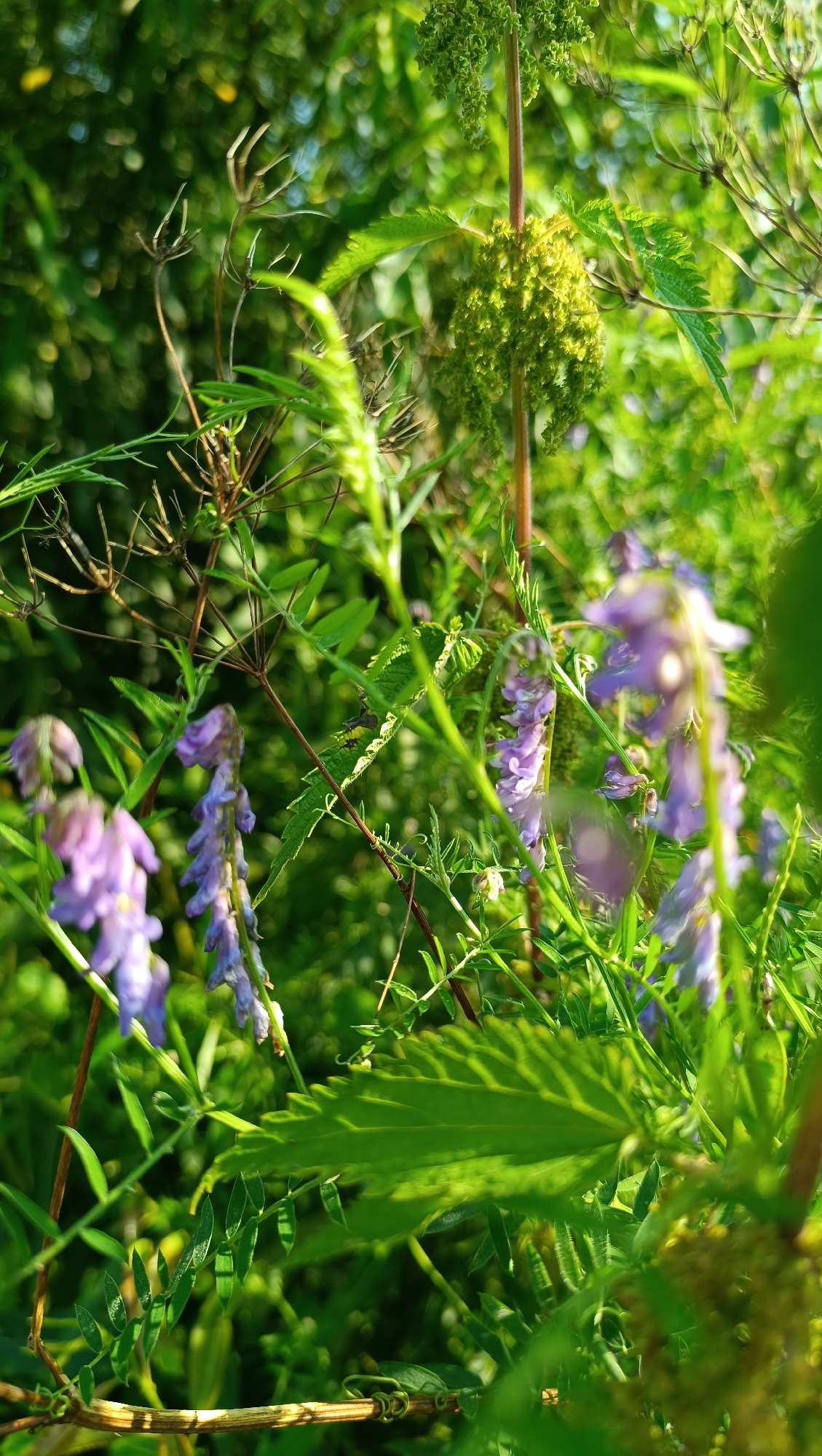 The image shows a close-up of wild vegetation, primarily focusing on various green leaves and stems. Several clusters of small, purple flowers are visible, some in sharper focus than others, suggesting a field or overgrown area. In the background, the foliage is blurred, creating a soft bokeh effect, with hints of sunlight filtering through. There are also some dried, brown plant structures. The scene is natural and appears to be outdoors, with no signs of urban infrastructure or human presence. The description does not contain information about the city of Karsha, Russia.