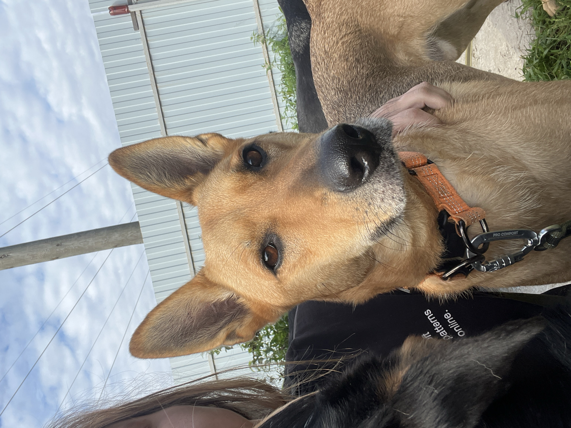 The image depicts a medium shot of a tan-colored dog with large erect ears, looking directly at the camera. The dog is wearing an orange collar with metal hardware. A person's arm and hand are visible gently holding the dog's neck. To the left of the dog, another dog, partially obscured and appearing to be black and tan, is visible. The person holding the dog is also partially visible on the far left of the frame, with their hair extending into the image. The background consists of a light blue sky with white clouds, a wooden utility pole, a corrugated metal fence, and some green foliage. The setting appears to be outdoors, possibly a yard or an open area. The image does not contain any elements that would indicate it is located in the city of Nizhny Tagil, Russia.