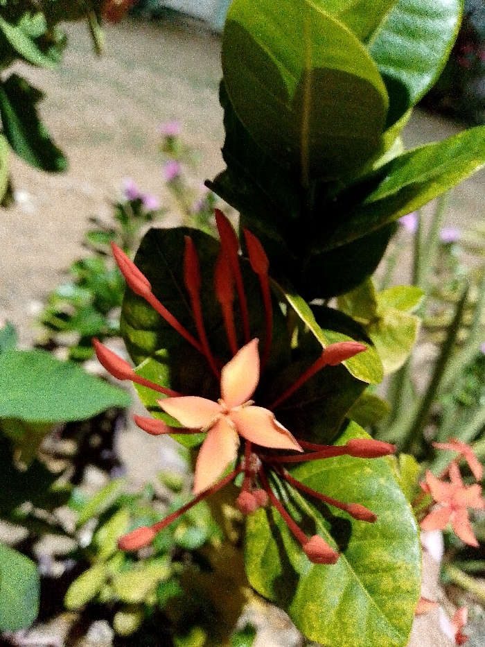 The image presents a close-up, top-down view of an Ixora plant, specifically a cluster of flowers and buds, situated in Juan Griego, Venezuela. One central flower is fully open, featuring four light orange-to-peach colored petals. Surrounding this open flower are numerous elongated, reddish-orange flower buds, positioned on thin stalks. The flowers and buds are amidst glossy green leaves; some leaves appear uniformly green, while others display yellowish-green variegation or mottling. The background is significantly blurred, showing indistinct light-colored ground or pavement, with faint, out-of-focus green foliage and sparse hints of small, light purple or pink flowers. No individuals, actions, or interactions are visible within the frame. The scene is illuminated by natural light. The image exhibits digital noise throughout.
