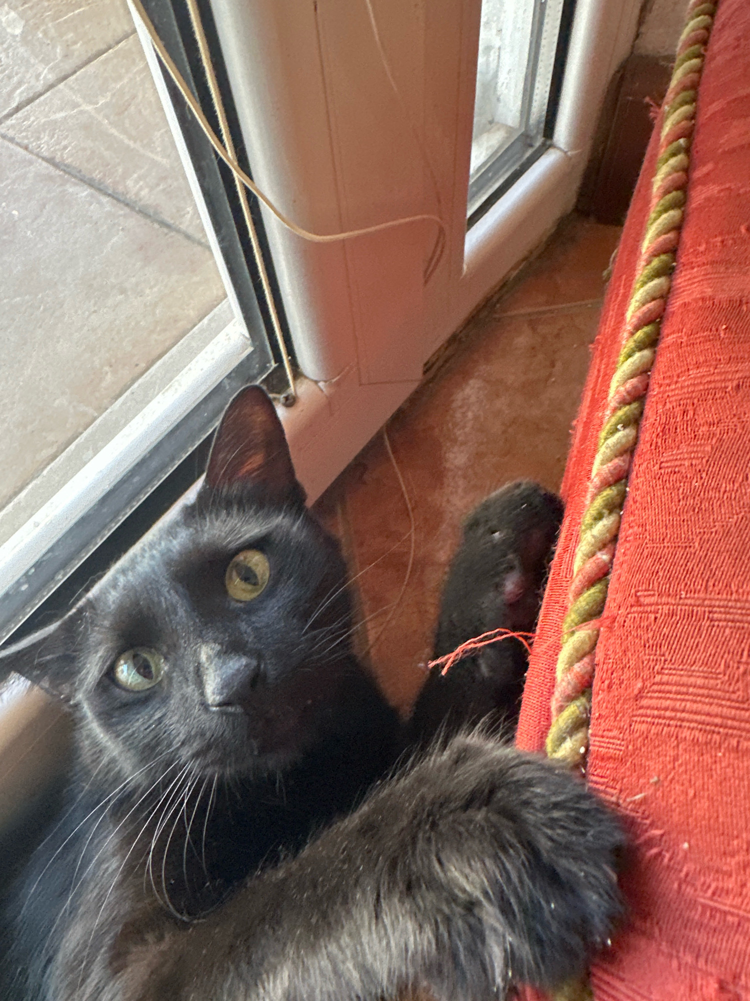 A black cat with green eyes is lying on a tiled floor next to a red armchair with a braided trim. The cat is looking upwards at the camera. In the background, a sliding glass door and window frame are visible. The scene is indoors, possibly in a residential building, and the lighting suggests it is daytime. The image does not contain any information that would suggest it is located in the city of Budva, Montenegro.