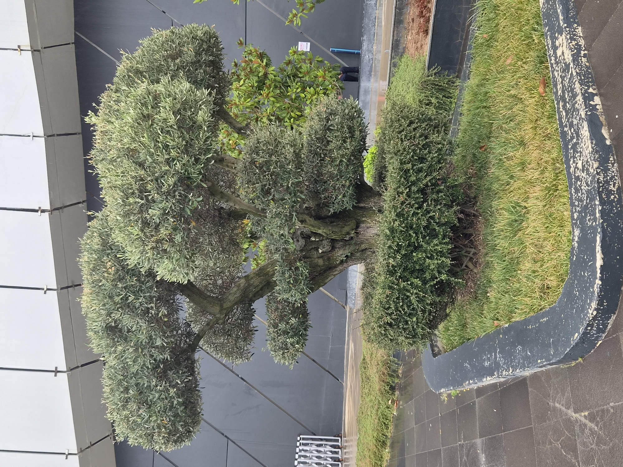 A meticulously sculpted olive tree is the central focus of this medium shot, positioned in an outdoor urban setting. The tree exhibits a unique, tiered pruning style, with dense, round masses of foliage forming distinct levels. Its trunk is thick and gnarled, suggesting maturity. The tree is situated within a planter box lined with a dark, textured concrete border. Surrounding the planter is a paved area composed of dark grey square tiles, some of which appear wet, indicating recent rain. Behind the tree, a modern building facade dominates the background. The building's exterior is characterized by large, dark grey panels with a geometric, angular design, topped by a lighter colored, possibly metallic, roof structure. To the right of the olive tree, another green plant with larger, glossy leaves is visible, providing a contrast in texture and color. In the mid-ground, a person dressed in dark clothing can be seen partially obscured by foliage, standing near the building. A blue cylindrical object is also present near the person. The overall environment suggests a well-maintained public space, possibly an entrance to a commercial or institutional building. The lighting is overcast, contributing to a somewhat muted color palette. The location is identified as Üsküdar, Turkey.
