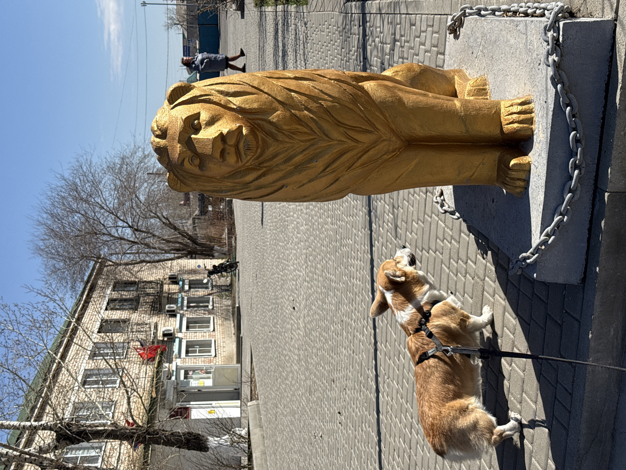 On a sunny day in Borzya, Russia, a golden, carved lion statue stands on a concrete base, secured by chains. A tan and white corgi dog, wearing a black harness and leash, looks up at the statue. In the background, a brick building with multiple windows and air conditioning units is visible, along with a person walking in the distance. The ground is paved with interlocking gray bricks.