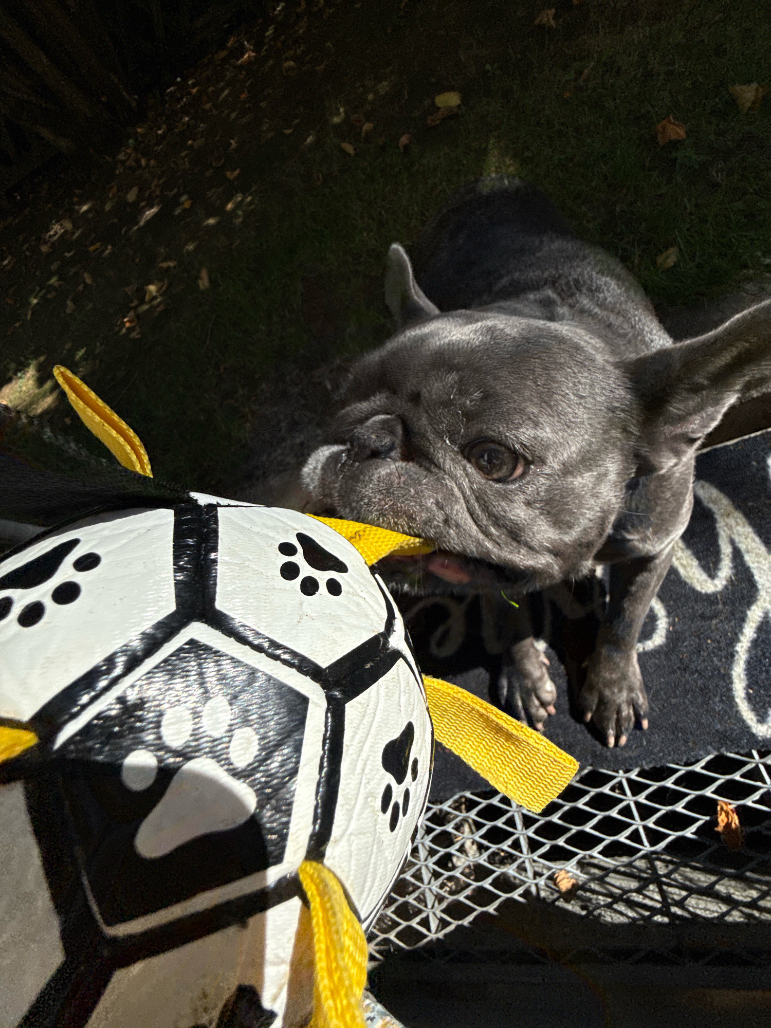 In Bad Sachsa, Germany, a grey French Bulldog is captured in a close-up shot, outdoors on a sunny day. The dog is actively playing with a black and white soccer ball, which has yellow fabric straps attached to it. The dog is holding the ball in its mouth, its teeth visible. The ball is positioned in the foreground, with the dog's head and upper body taking up the background. The scene appears to be set on a lawn, with shadows indicating the presence of trees or other overhead structures. A black mat with a white pattern is visible beneath the dog. A metal grate is also present in the lower right corner of the frame. The lighting suggests it is midday.