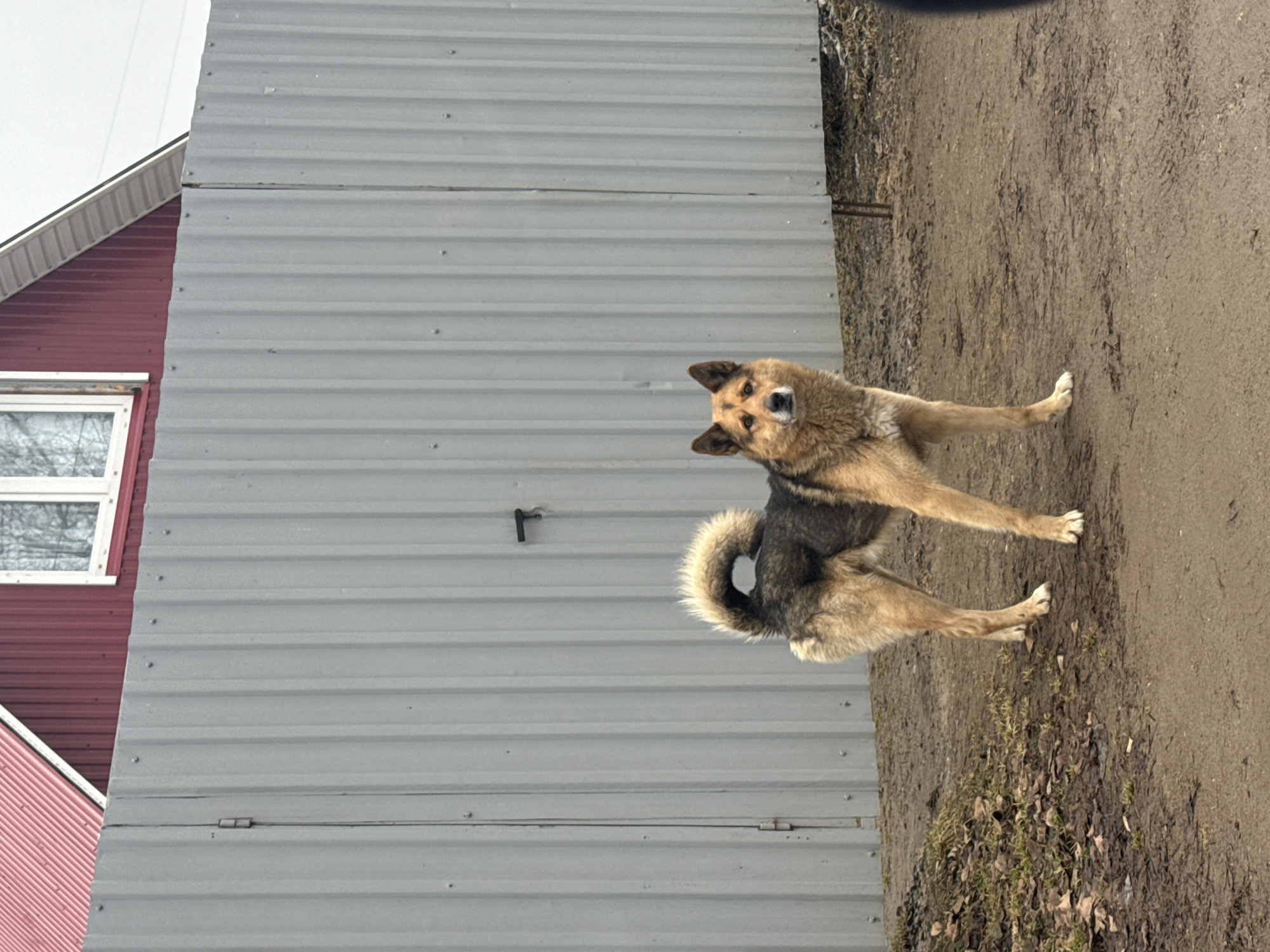 A medium-sized, tan and black dog stands on a dirt and leaf-covered patch next to a gray metal building. The dog is facing the camera with its head tilted slightly to the left. Behind the metal building, a red and white house is partially visible, showing a window. The image was taken in the city of Chaikovsky, Russia.