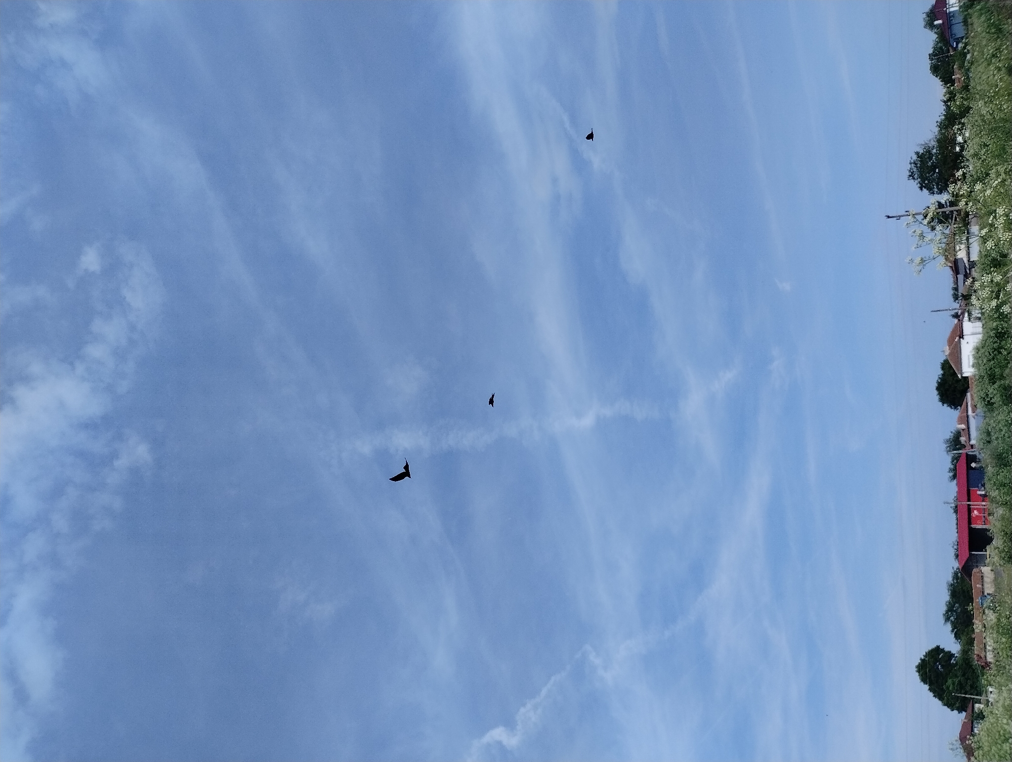 The image depicts a bright blue sky with wispy cirrus clouds, indicating fair weather. Three dark silhouettes, likely birds, are visible against the sky. The presence of contrails suggests recent air traffic. The bottom right edge of the image shows a small section of landscape, including trees, vegetation, and rooftops of buildings, indicating a rural or suburban area. While it is reported that the image is located in the city of Roza, Bulgaria, this is not obvious from the image alone.
