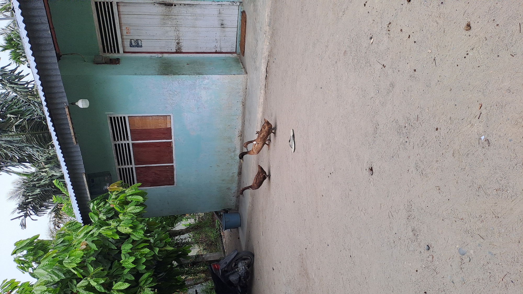 In the city of Cotkuta, Indonesia, a scene unfolds outside a light blue building with a corrugated metal roof. Three brown ducks walk across a sandy, dirt ground. One duck is in the foreground, facing left, while the other two are behind it, with one duck slightly behind and to the right of the first, and the third duck further back and to the right. A pair of flip-flops lies on the ground to the right of the ducks. To the left of the ducks, a black motorcycle is parked. A blue bucket stands behind the motorcycle. The building features a window with horizontal slats and wooden panels, and a white door on the right side with a doormat in front of it. A single light bulb hangs from the roof near the window. Lush green trees and palm fronds are visible behind the building, against an overcast sky.