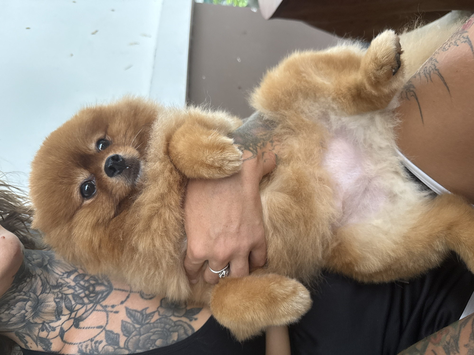 A Pomeranian dog is being held by two people, whose bodies are partially visible in the foreground. The dog, with golden-brown fur, is lying on its back, showing its belly. One person's arm is wrapped around the dog, and a hand with a ring is visible. The other person is also holding the dog. Both people have tattoos visible on their arms and chest. The setting appears to be indoors, with a bright background and some blurry greenery visible in the distance, suggesting a possibly outdoor view through a window or opening. The overall lighting is bright, indicating daytime. The scene conveys a sense of affection and comfort between the people and the dog. No text is visible in the image.