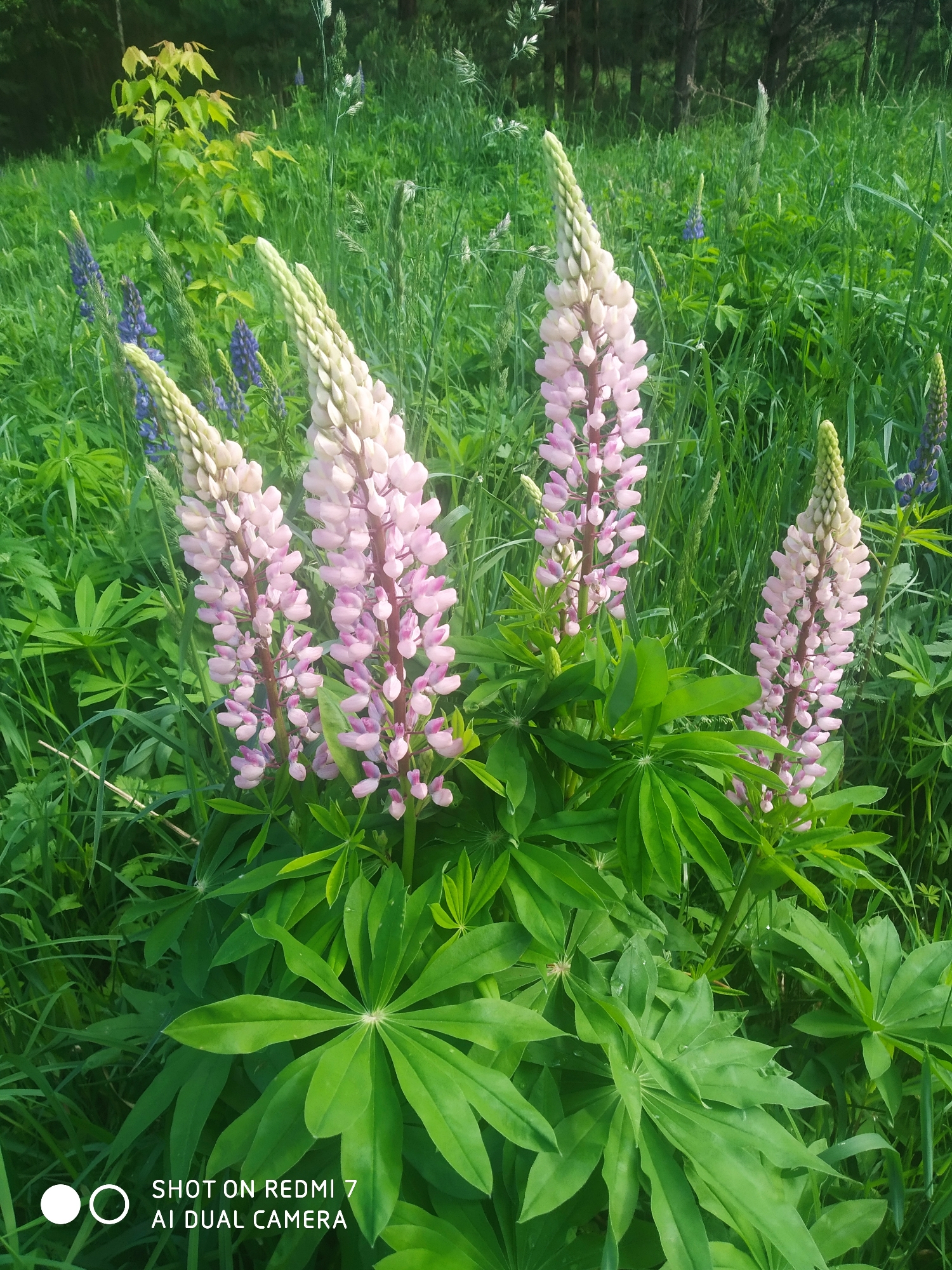 The image displays a vibrant outdoor scene, focusing on a cluster of pink lupine flowers amidst lush greenery. In the foreground, four prominent stalks of pink lupines stand tall, their densely packed blossoms tapering upwards to lighter, unopened tips. Their characteristic palmate leaves, a rich green, are visible at the base of the plants, with some leaves showing faint water droplets.
The surrounding environment is densely packed with various shades of green. Tall grass forms much of the mid-ground and background, intermingled with more of the large lupine leaves. Scattered throughout the green expanse, particularly in the mid-ground, are several blue or purple lupine flowers, providing a color contrast to the dominant pink. In the distant background, a dense line of dark green trees suggests a forest edge or wooded area, grounding the expansive green landscape.
The scene is set during daytime, under soft, natural light that illuminates the flowers and foliage without harsh shadows, possibly indicating morning or late afternoon. There are no people or discernible activities taking place; the image is a still capture of a natural landscape.
In the bottom left corner, white text is visible: "SHOT ON REDMI 7 AI DUAL CAMERA".
The setting, consistent with the provided location context of Chaikovsky, Russia, depicts a thriving natural environment, likely a field or meadow during spring or summer, showcasing the beauty of blooming wildflowers. The overall impression is one of peaceful natural abundance.