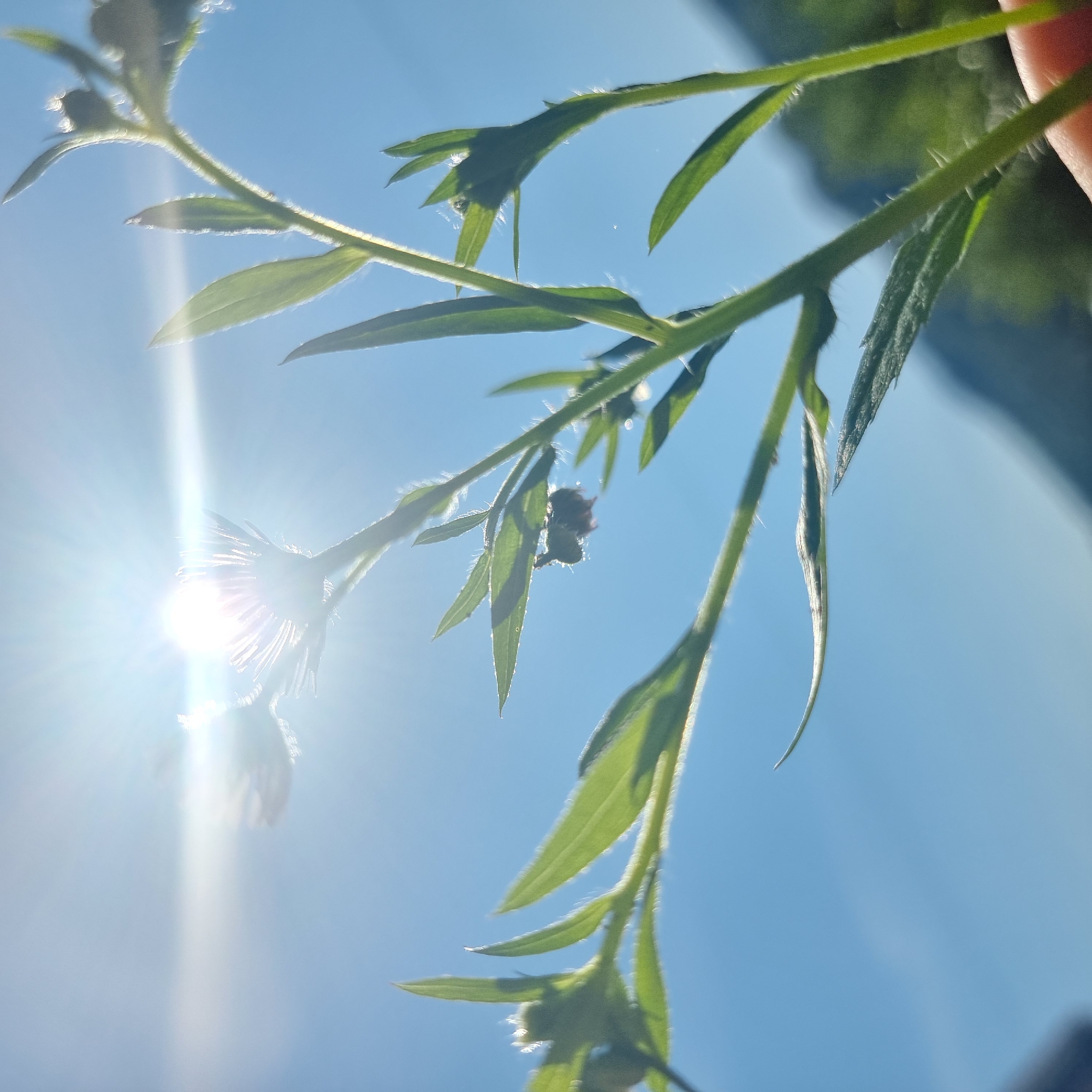 This is a close-up, low-angle shot of a green plant with small hairs on its stem and leaves, set against a bright blue sky. The sun is prominently featured in the upper left quadrant, creating lens flare and illuminating the plant from behind. Several leaves are visible, some pointed and elongated, others more rounded. One small, dark object, possibly an insect or a bud, is attached to the underside of a leaf near the center of the frame. In the background, out of focus, are hints of mountains or hills. The scene appears to be outdoors, in a natural setting. There are no people visible in the image, and no specific details indicate the location within Dunnae-myeon, South Korea. The overall impression is one of nature bathed in strong sunlight.