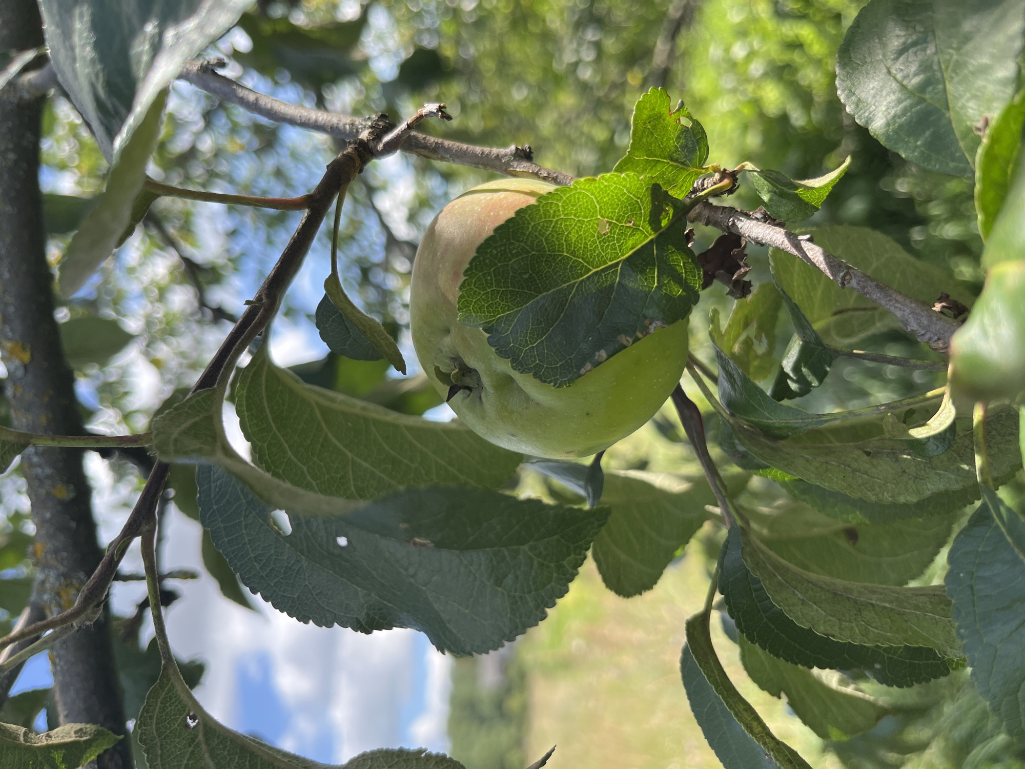 An apple hangs on a branch of a tree, partially obscured by leaves. The apple is mostly green with some blush of red. The background is a blurred field with some trees and a blue sky with white clouds. The image was taken in Fedorovka, Russia.