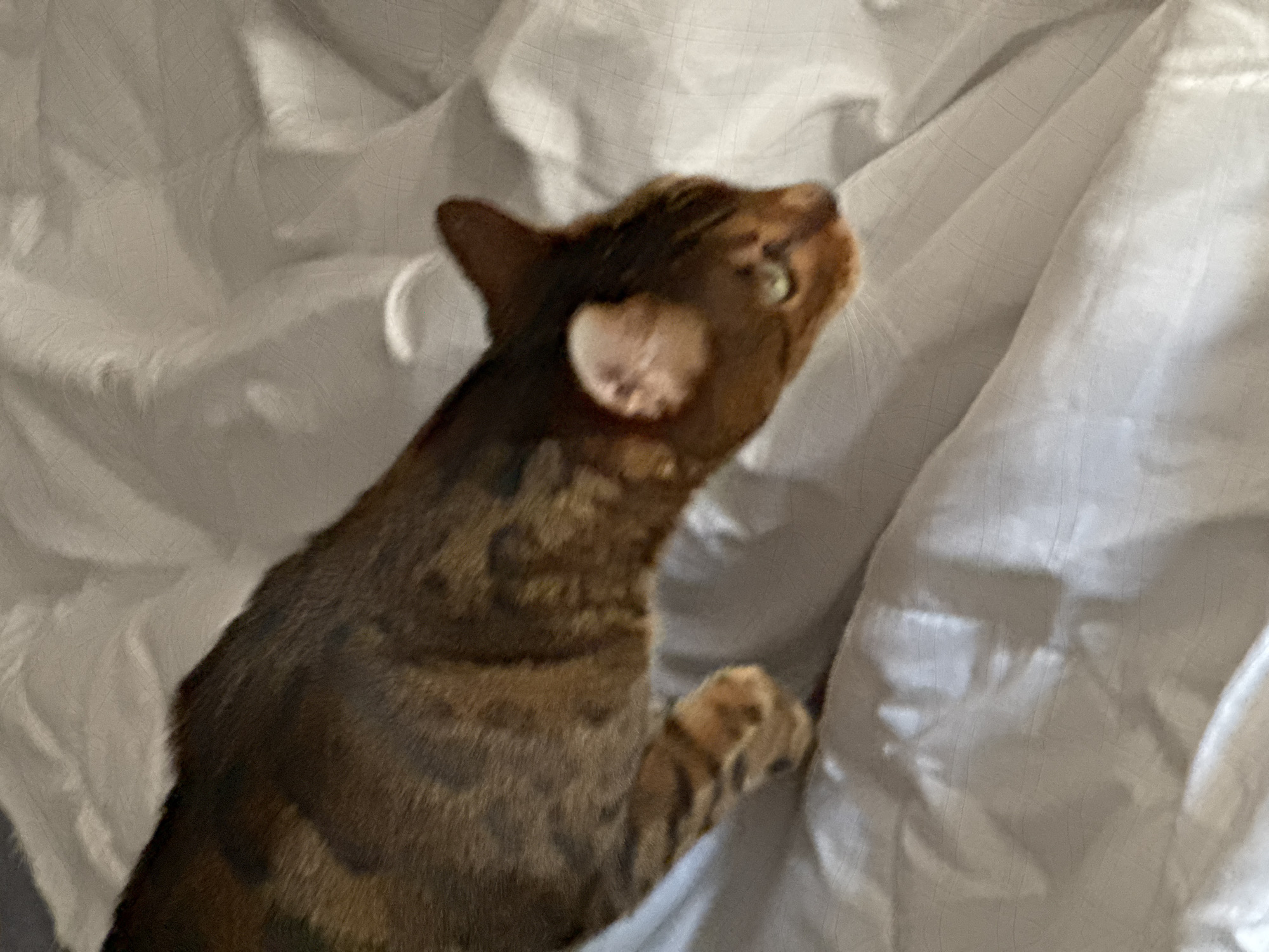 A brown cat with dark brown spots is lying on a rumpled white sheet. The cat's head is tilted up and to the right, and its right paw is visible near the edge of the sheet. The location is Unknown, Unknown.
