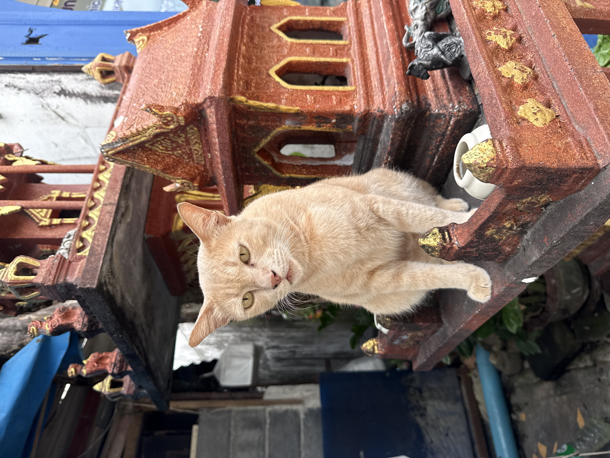 A ginger cat sits on a small, ornate, tiered structure in Karon, Thailand. The structure is red with gold accents and resembles a miniature temple or shrine, adorned with decorative carvings. The cat is positioned centrally, facing the camera with its body slightly angled to its right. Its fur is short and light orange, and its eyes are a pale yellow. Behind the cat and the shrine, a weathered, grey wall is visible, along with some greenery in pots and a blue pipe. The overall scene suggests an outdoor setting in a built-up area.