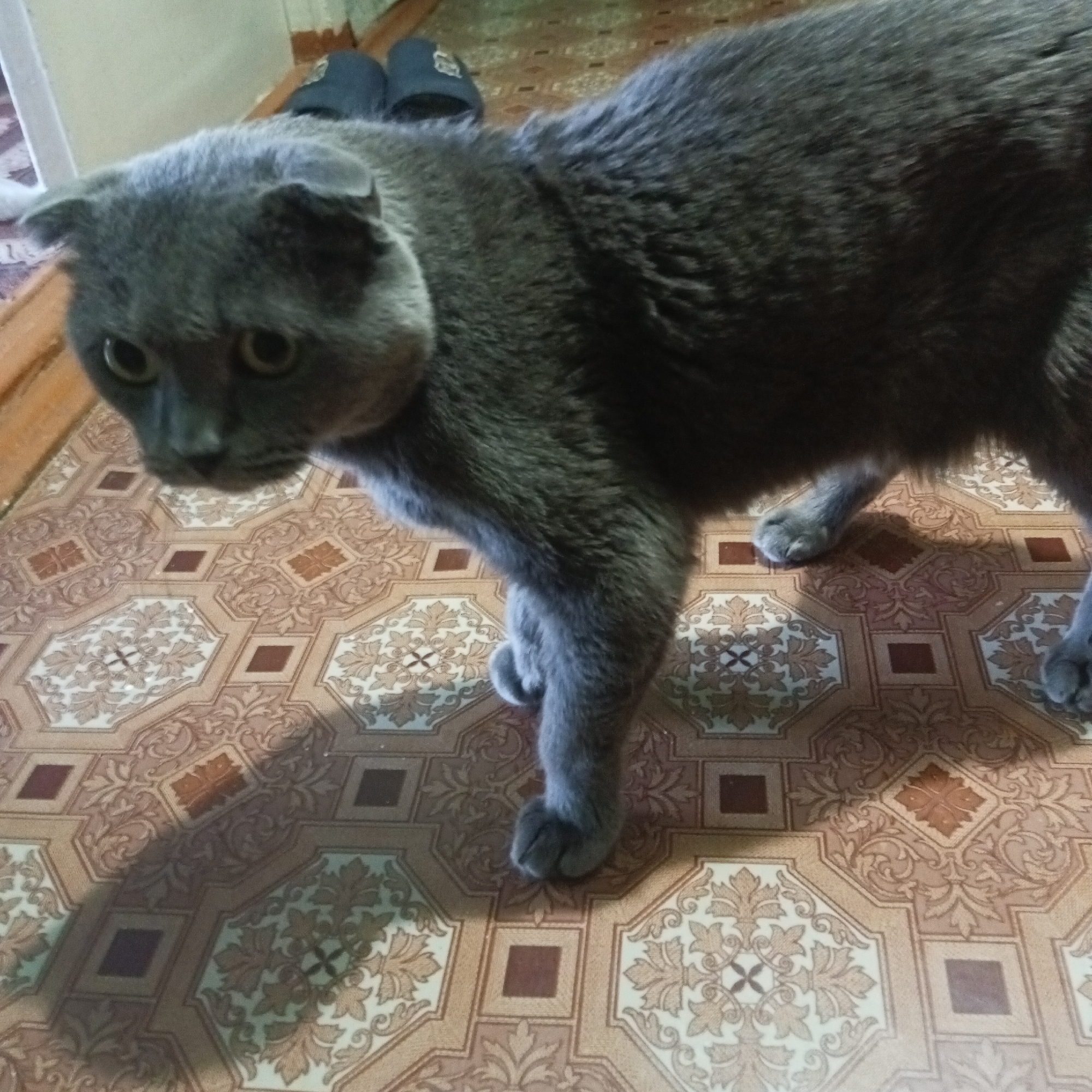 A gray Scottish Fold cat stands on a tiled floor with an ornate pattern. The cat is looking towards the left side of the frame. In the background, there is a pair of dark-colored slippers. The location is in a residential setting in Chaikovsky, Russia.