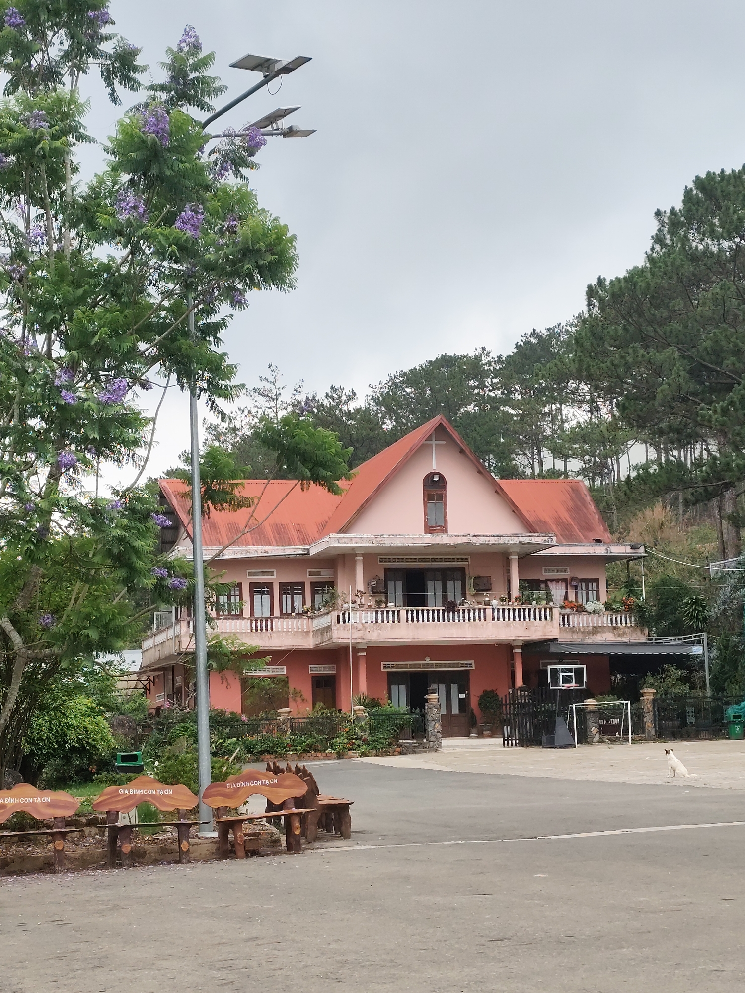 This image presents a serene residential scene in Lang Biang - Đà Lạt, Vietnam, under an overcast sky. The central focus is a distinct two-story house painted in a soft pink hue with a prominent red-tiled roof. A white cross adorns the upper gable of the house, suggesting a religious connection, possibly a church or a rectory. Balconies on the upper floor are lined with potted plants, adding a touch of domesticity.
In front of the house, a paved area serves as a casual play space, featuring a basketball hoop and a small soccer goal. A white dog is seated calmly on this paved ground, looking towards the right. To the left, a large tree with lush green foliage and clusters of purple flowers, likely a Jacaranda, frames the scene. A modern streetlight equipped with solar panels peeks through the tree's branches.
In the immediate foreground, three rustic wooden benches are arranged along the edge of an asphalt road. Each bench is carved with the Vietnamese phrase "GIA ĐÌNH CON TẠ ƠN," which translates to "Grateful Family" or "Family giving thanks." The background reveals a dense forest of tall pine trees covering a hillside, typical of the mountainous Đà Lạt region. The absence of people and the subdued lighting contribute to a quiet, contemplative atmosphere.