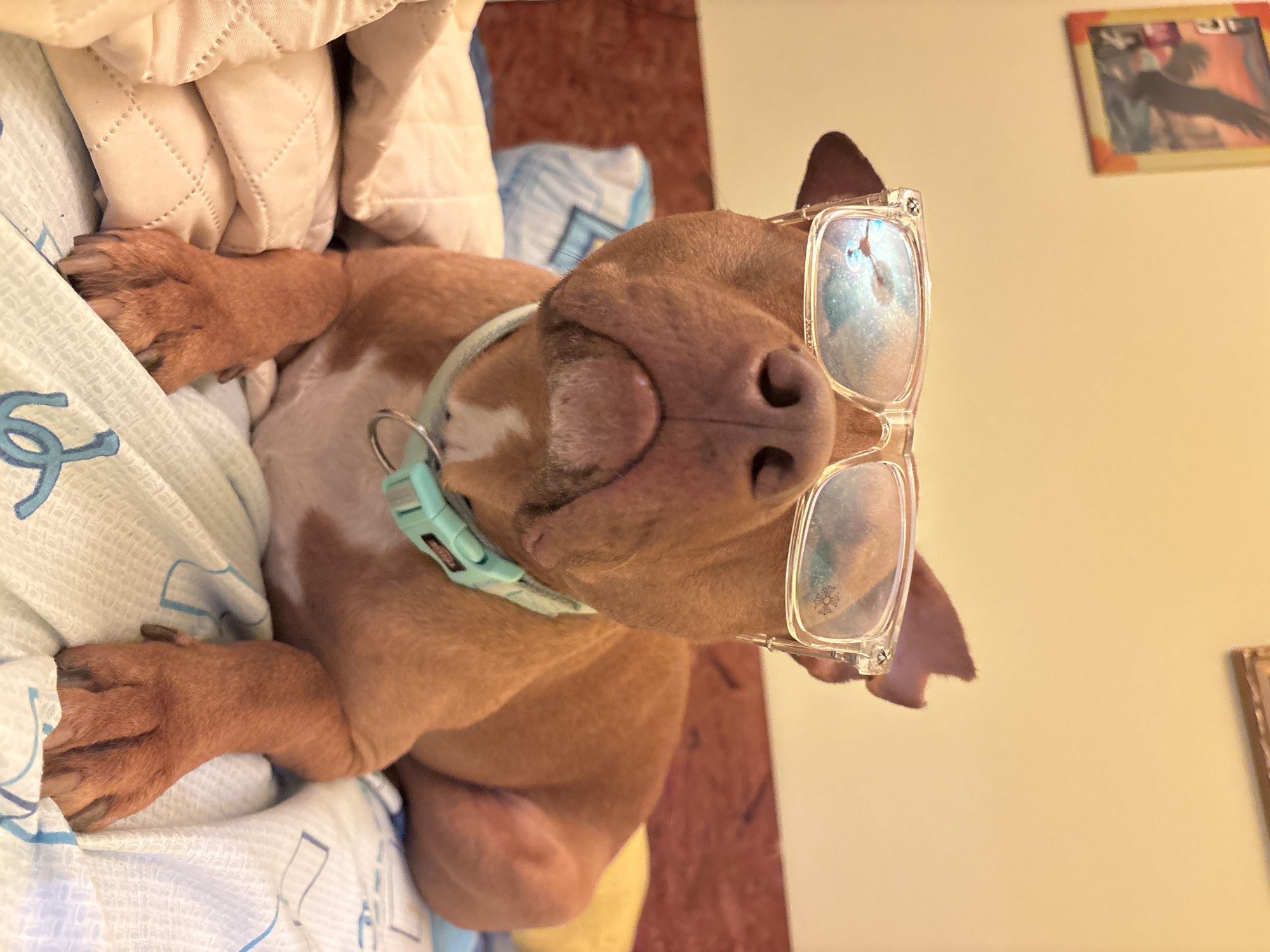 A tan-colored dog with a white patch on its chest is lying on its back on a bed. It is wearing clear-framed eyeglasses. The dog has a light blue collar. The bed is covered with a patterned blue and white sheet and a beige quilted blanket. A picture frame hangs on a light yellow wall in the background. The location is impossible to determine from the image.