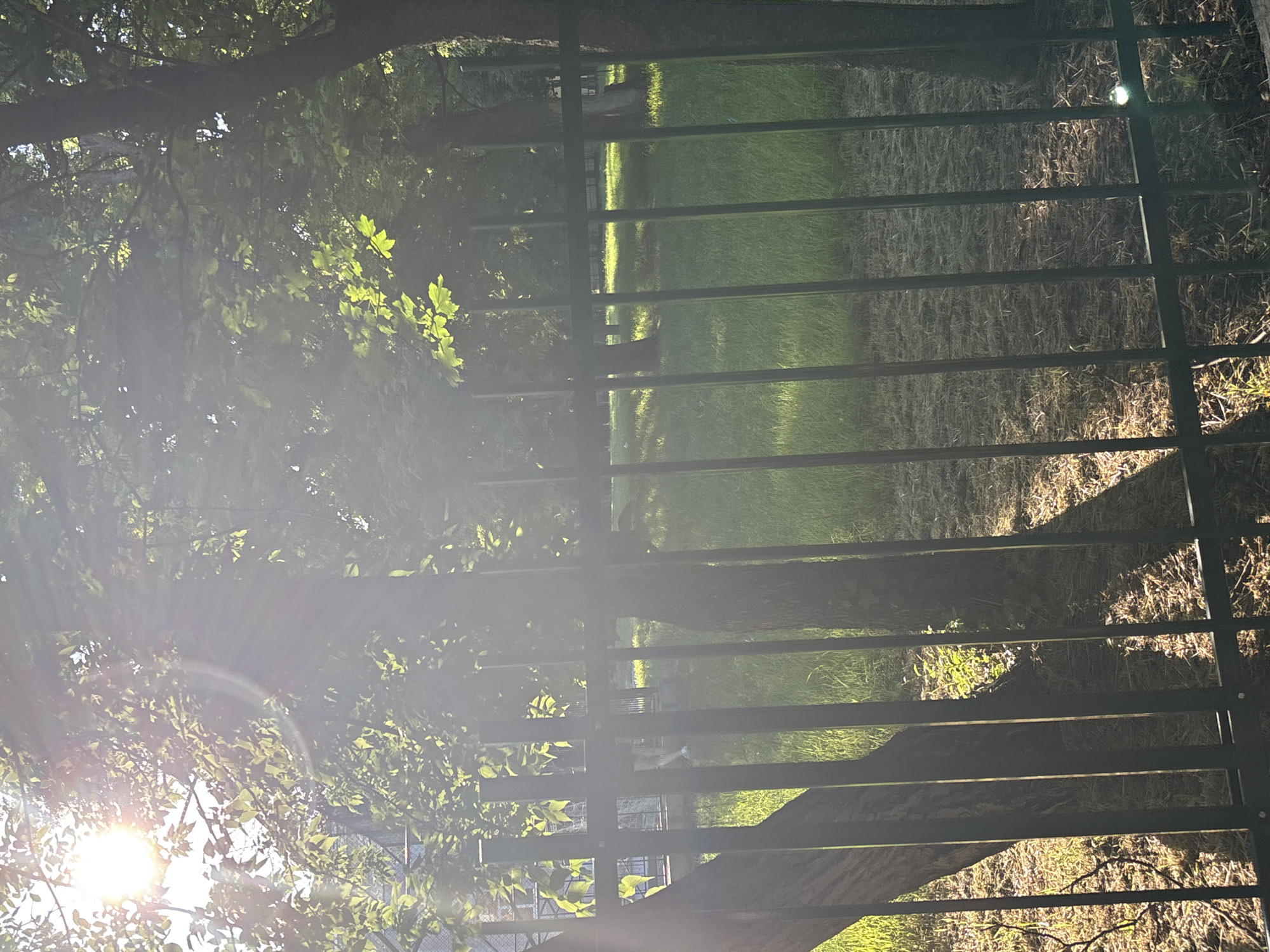 The image shows a sunlit park area, likely in Shumen, Bulgaria, viewed through a black metal fence. The sun is high and bright, causing lens flare and highlighting the leaves of mature trees. The ground is covered in grass and some dry leaves or mulch. The fence runs horizontally across the foreground, with vertical bars. Behind the fence, a grassy area is visible, with several trees casting shadows. In the middle ground, a building with windows is partially obscured by trees and the fence. The overall impression is of a quiet, sun-drenched outdoor space.