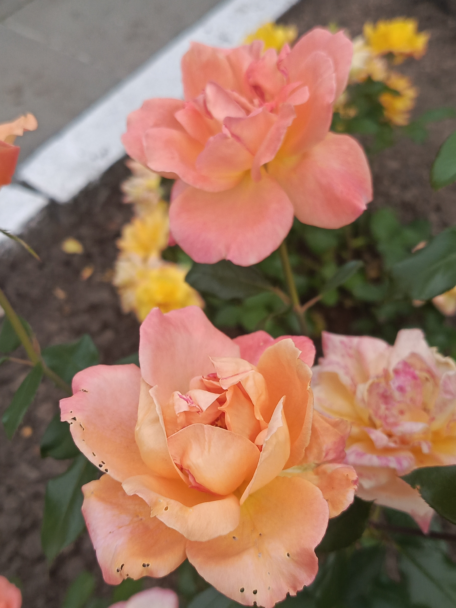 The image is a close-up, high-angle shot of two peach-colored roses with pink tinges in the foreground, and a blurred background of yellow flowers and green foliage. The roses are in bloom, with soft, layered petals. Some of the lower petals of the front rose have small, dark spots, possibly indicating insect damage. The environment appears to be an outdoor garden setting with a gray pathway or structure in the upper left corner.