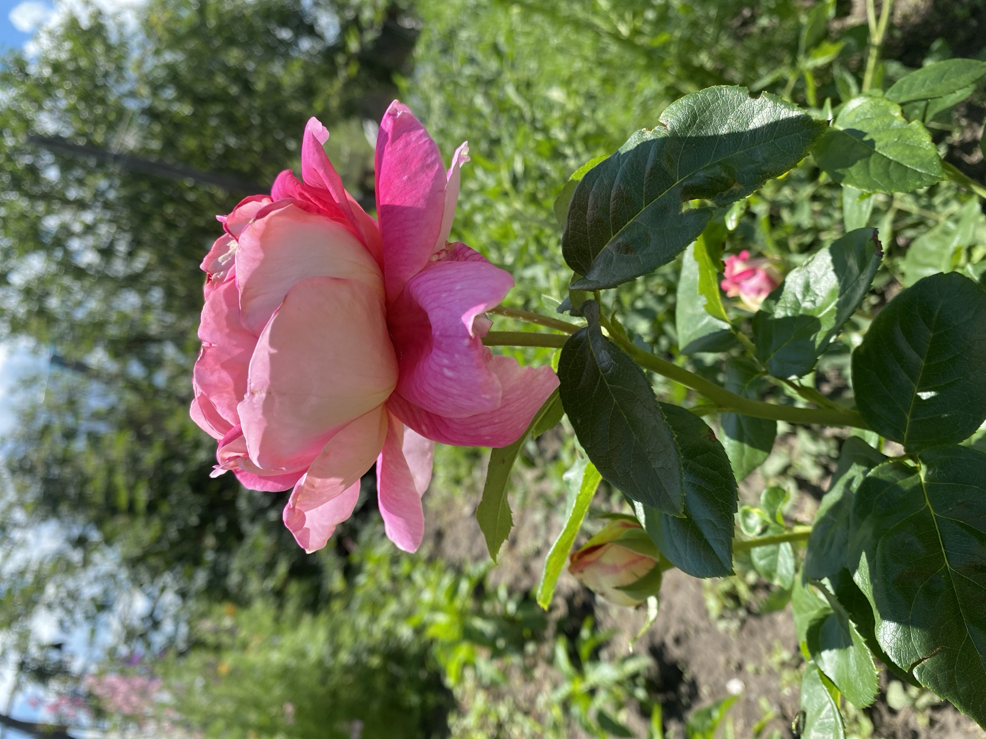 A close-up, eye-level shot showcases a vibrant pink rose in bloom, its petals delicately unfurling. The rose is positioned slightly off-center to the right, with its stem and leaves forming the foreground. In the background, out-of-focus foliage and greenery suggest an outdoor garden setting. A small rosebud is visible to the left of the main flower, and another partially bloomed rose can be seen further back and to the right. The lighting indicates a bright, sunny day. The image is a photograph of a rose in a garden, likely in the city of Mariupol, Ukraine.