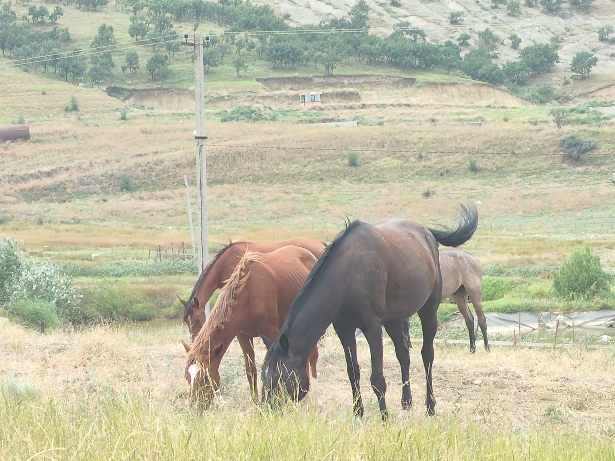 A herd of horses grazes in a field. The horses are of various colors, including brown, dark brown, and a lighter brown or sorrel. They are in the foreground of the image, with their heads down, eating grass. In the background, there is a hillside covered with trees and scrub brush. A telephone pole stands to the left of the frame. The overall scene is a rural landscape.