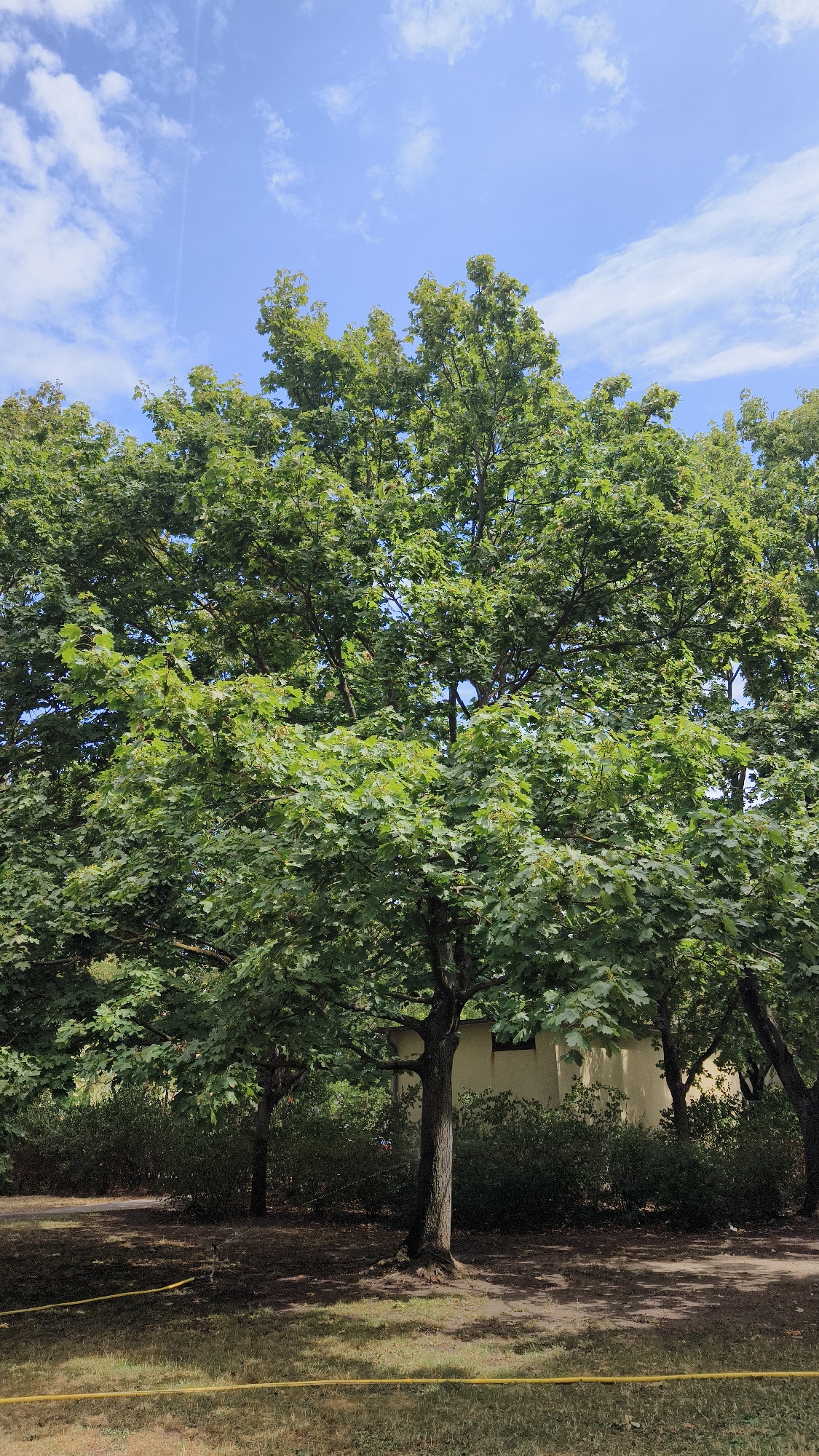 An outdoor, eye-level, full-shot photograph captures a large, leafy tree in the foreground, dominating the center of the frame. Its dense green foliage is illuminated by sunlight, with patches of blue sky and white clouds visible through the canopy. Behind the tree, a light yellow building with dark windows is partially obscured by more trees and shrubbery. The ground in front of the building is a mix of dirt and dry grass, with a yellow hose running horizontally across the lower portion of the image, partially covering the grass and dirt. The overall scene depicts a serene, sun-drenched day in a green, possibly suburban or park-like setting.