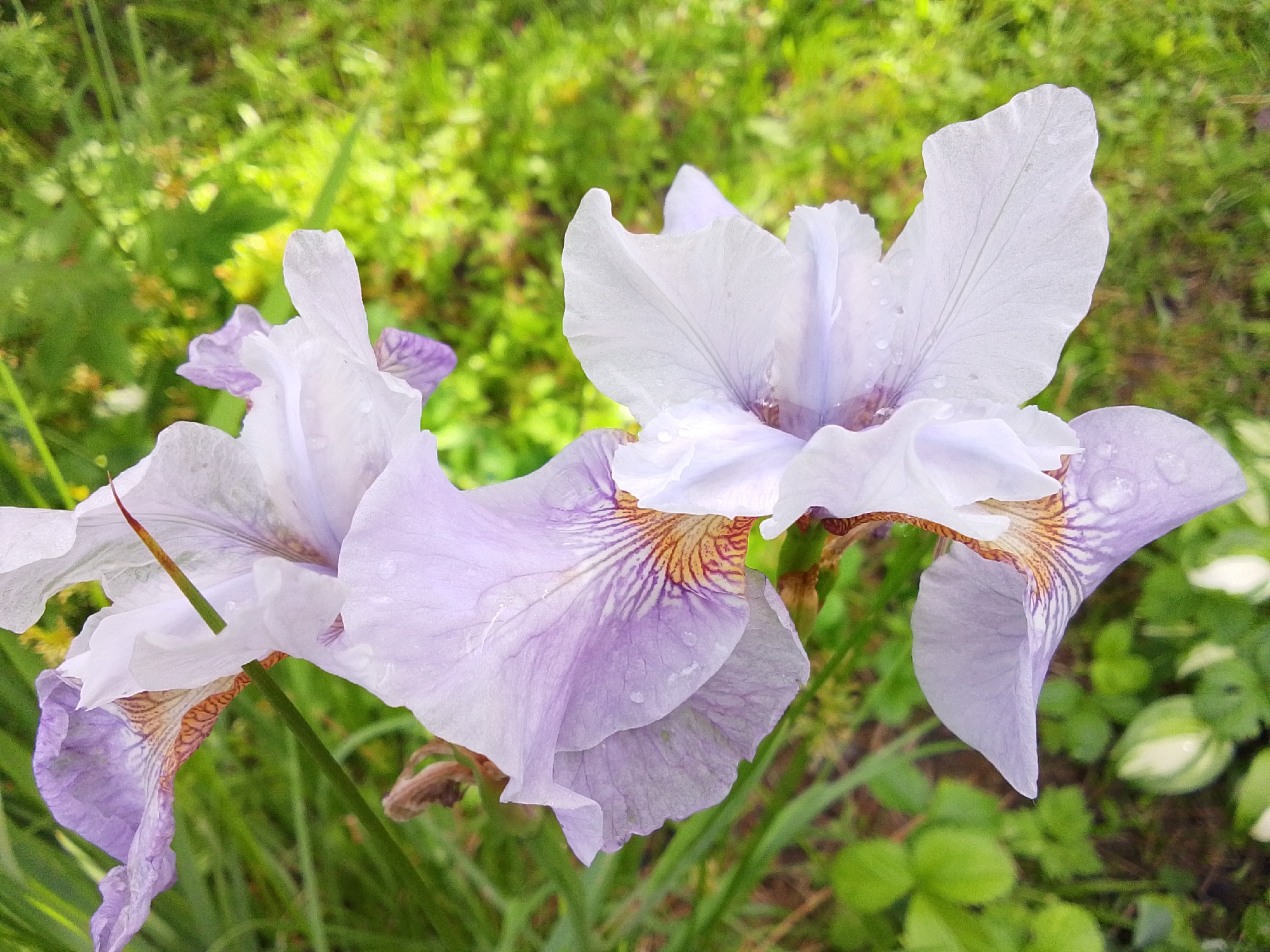 A close-up, eye-level shot captures a cluster of pale purple and white irises blooming in a garden. The irises are adorned with delicate water droplets, suggesting recent rain or dew. Fine, reddish-brown veins pattern the lower petals of the flowers, adding a subtle contrast. The background is a soft blur of lush green foliage and some dappled light, indicative of an outdoor, natural setting. No people are visible in the frame. The scene is likely from a garden in the city of 1-Go Maya, Russia, given its naturalistic setting and the presence of blooming flowers.