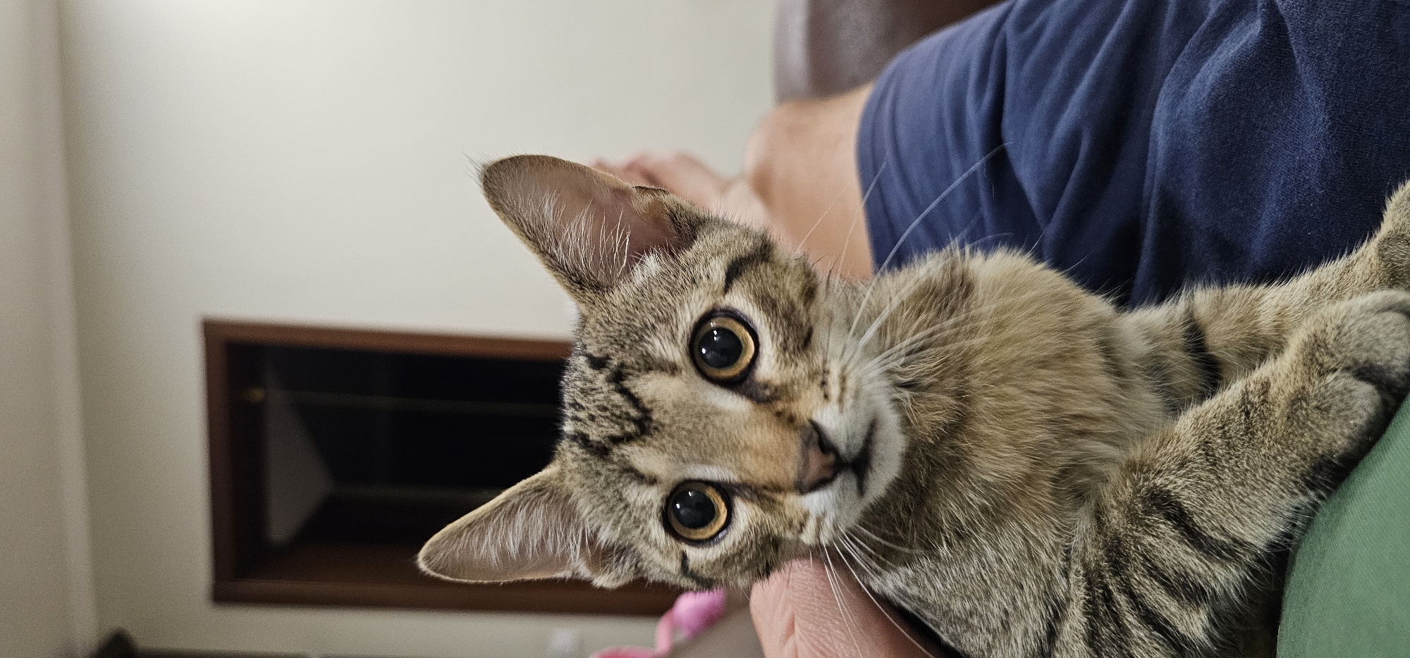The image shows a close-up of a tabby kitten with large, round eyes. The kitten is looking directly at the camera, with its ears perked up. Its fur is a mix of brown, black, and gray stripes. The kitten is held by a person's hand, which is visible on the left side of the frame. In the background, a person's legs, wearing blue shorts, and a brown leather couch are visible. A doorway is also visible in the background. The lighting suggests an indoor setting. There is no information about the location in the city of Григорівка, Ukraine.