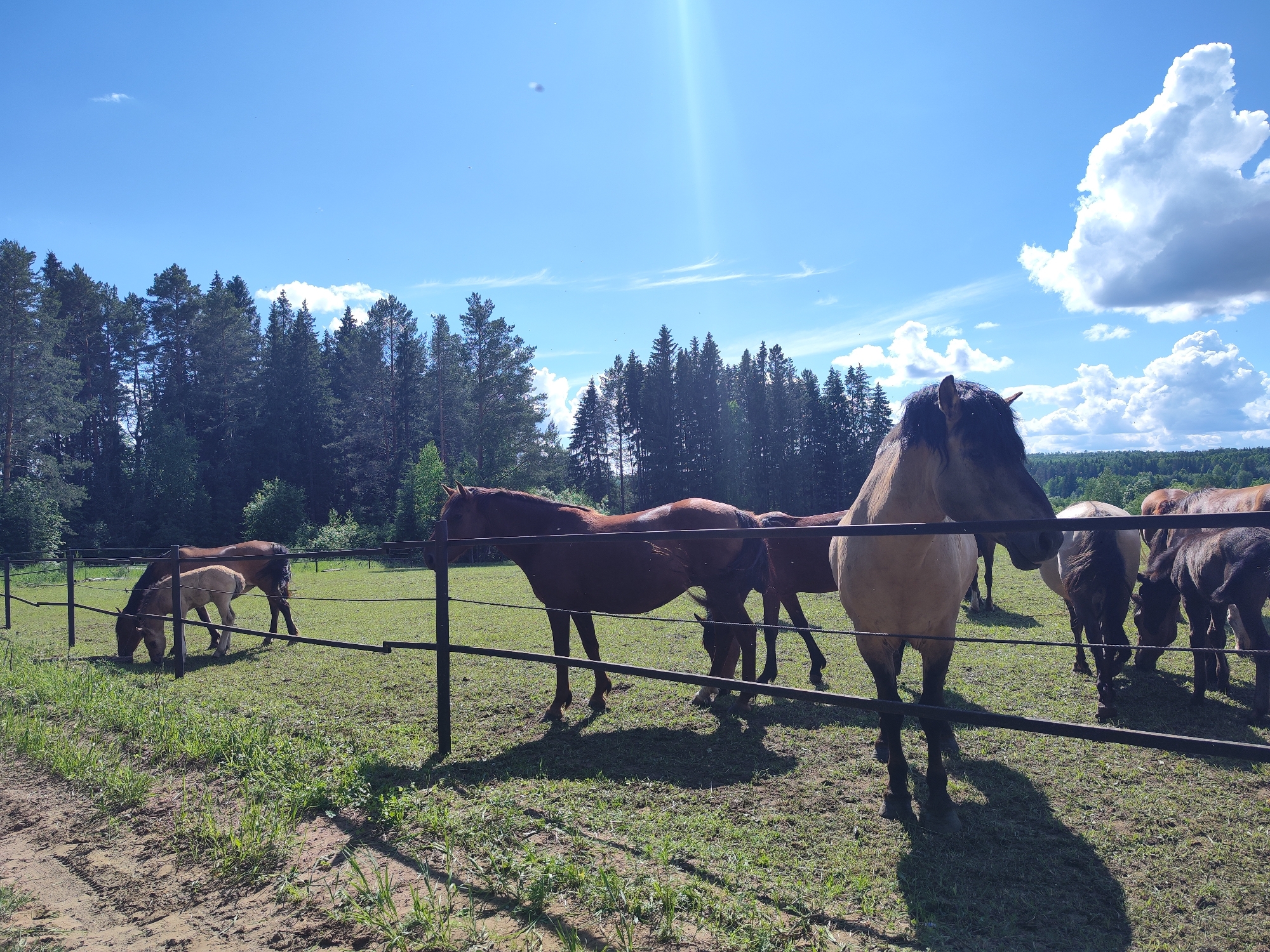 The image depicts a group of horses in a fenced pasture in Opary, Russia. The horses are various shades of brown and tan. Some are grazing near the fence, while others are standing or walking. A foal is grazing among the horses. The pasture is grassy, and there is a forest in the background. The sky is blue with some scattered clouds. The weather appears sunny.