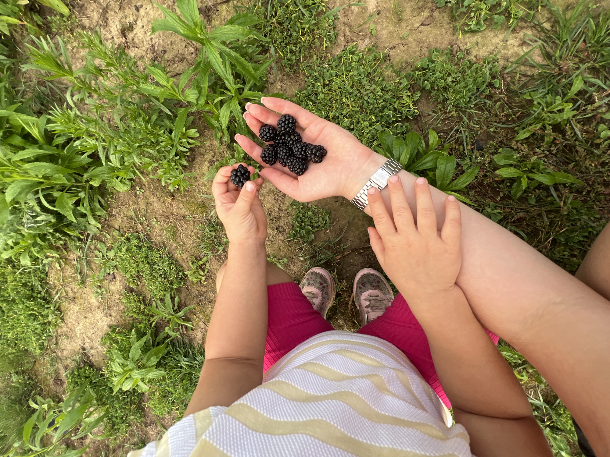 This image shows two people, an adult and a child, sitting in a grassy, outdoor area with bare earth. The adult's left arm is visible, wearing a silver watch, and their open palm holds several blackberries. The child's hands are also visible, with one hand holding a single blackberry. The child is wearing a yellow and white striped shirt and pink shorts, along with pink and grey sneakers. The background consists of green plants and dry, sandy soil, typical of a rural or park setting. The scene appears to be a casual moment of berry picking. The provided context indicates the location is the city of Dys, Poland.
