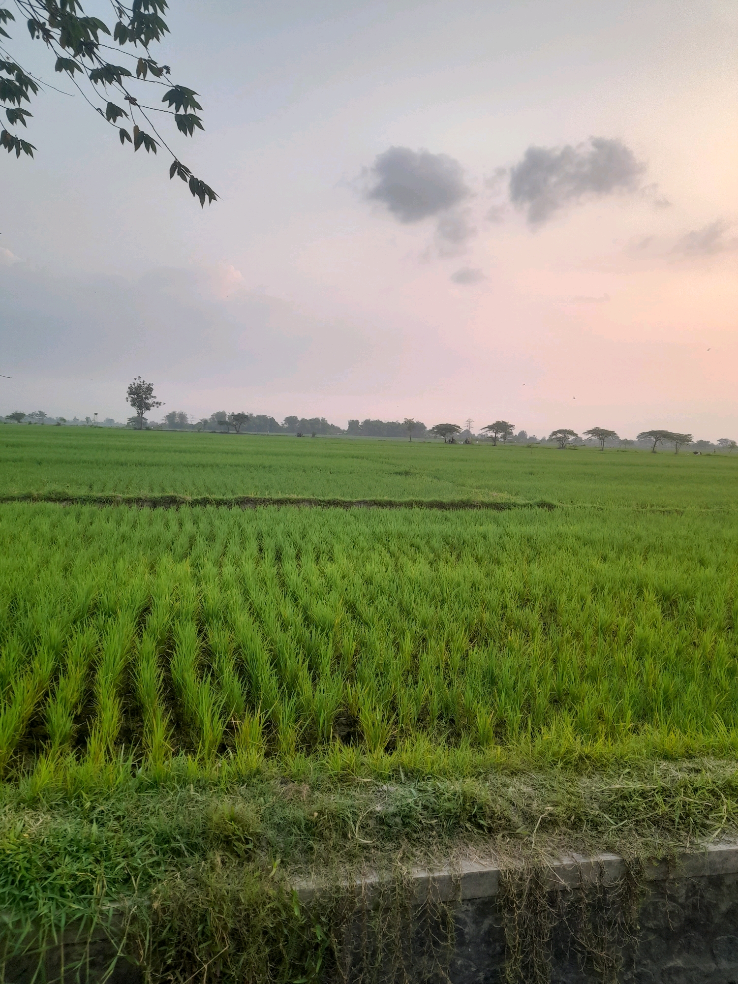 A wide shot captures a lush green rice paddy field stretching towards the horizon under a hazy, pale sky. In the foreground, the dense, vibrant green stalks of rice are meticulously planted in rows, with a darker strip of earth or a lower-lying section of the field running horizontally across the middle ground. The edges of the paddy are bordered by a concrete structure and overgrown grasses and weeds. In the distance, a line of scattered trees, some with distinct umbrella-like canopies, dots the landscape. The sky above is a soft gradient of pale gray and pink, with a few wispy clouds. A few small, dark shapes, possibly birds, are visible in the sky. The scene appears to be a serene rural landscape in the vicinity of Gudo, Indonesia, likely during the early morning or late afternoon.