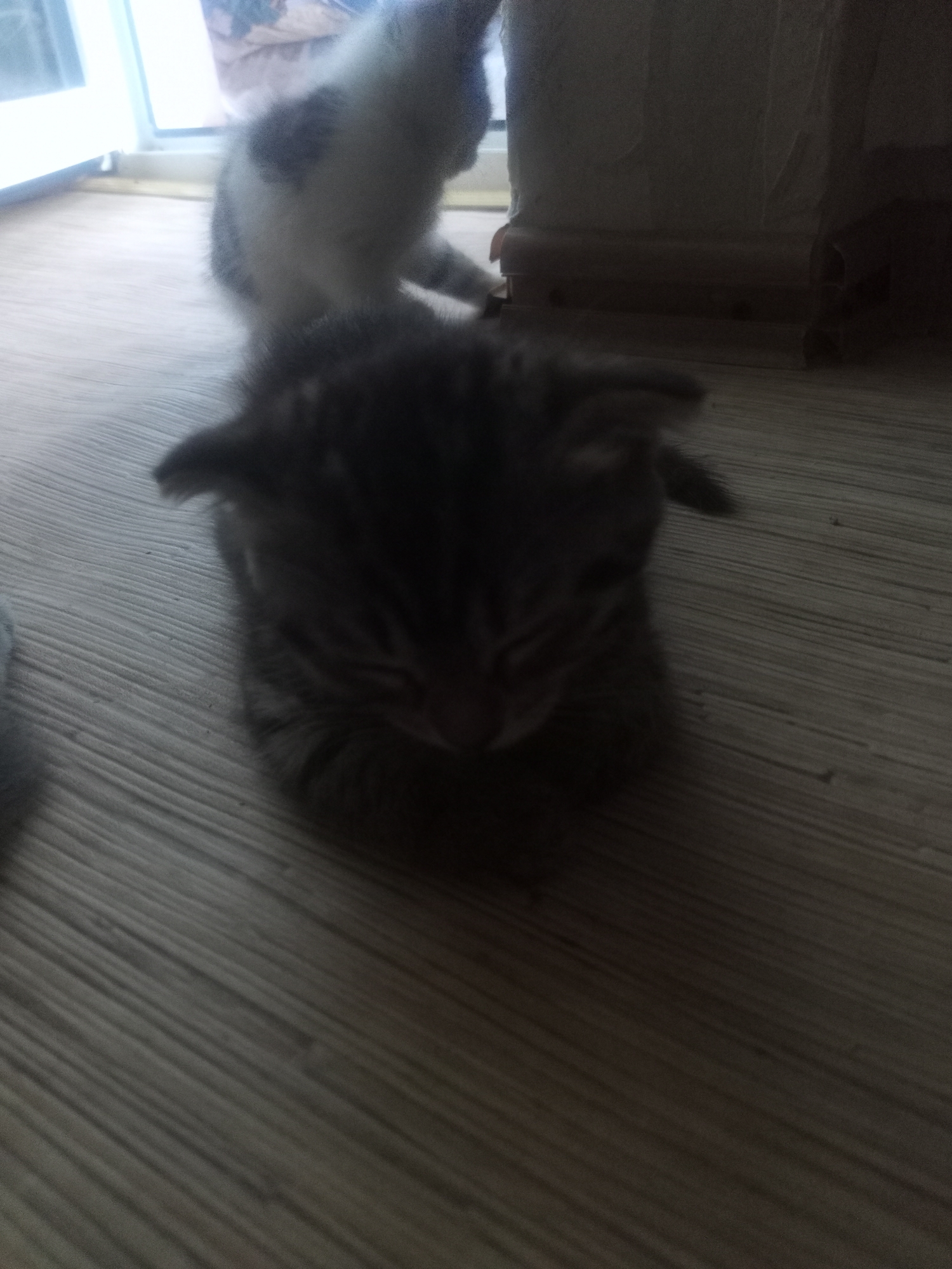 The image shows a close-up, low-angle view of two kittens on a wooden floor. In the foreground, a tabby kitten is facing the camera, its head down and eyes closed. Its fur is dark gray and brown with faint stripes. Behind it, a second kitten, mostly white with gray patches, is partially visible, appearing to be in motion. The background is dark and out of focus, with hints of a doorway and furniture. The lighting is dim, casting long shadows across the floor. The scene appears to be indoors. There is no information to indicate this image is located in Miass, Russia.