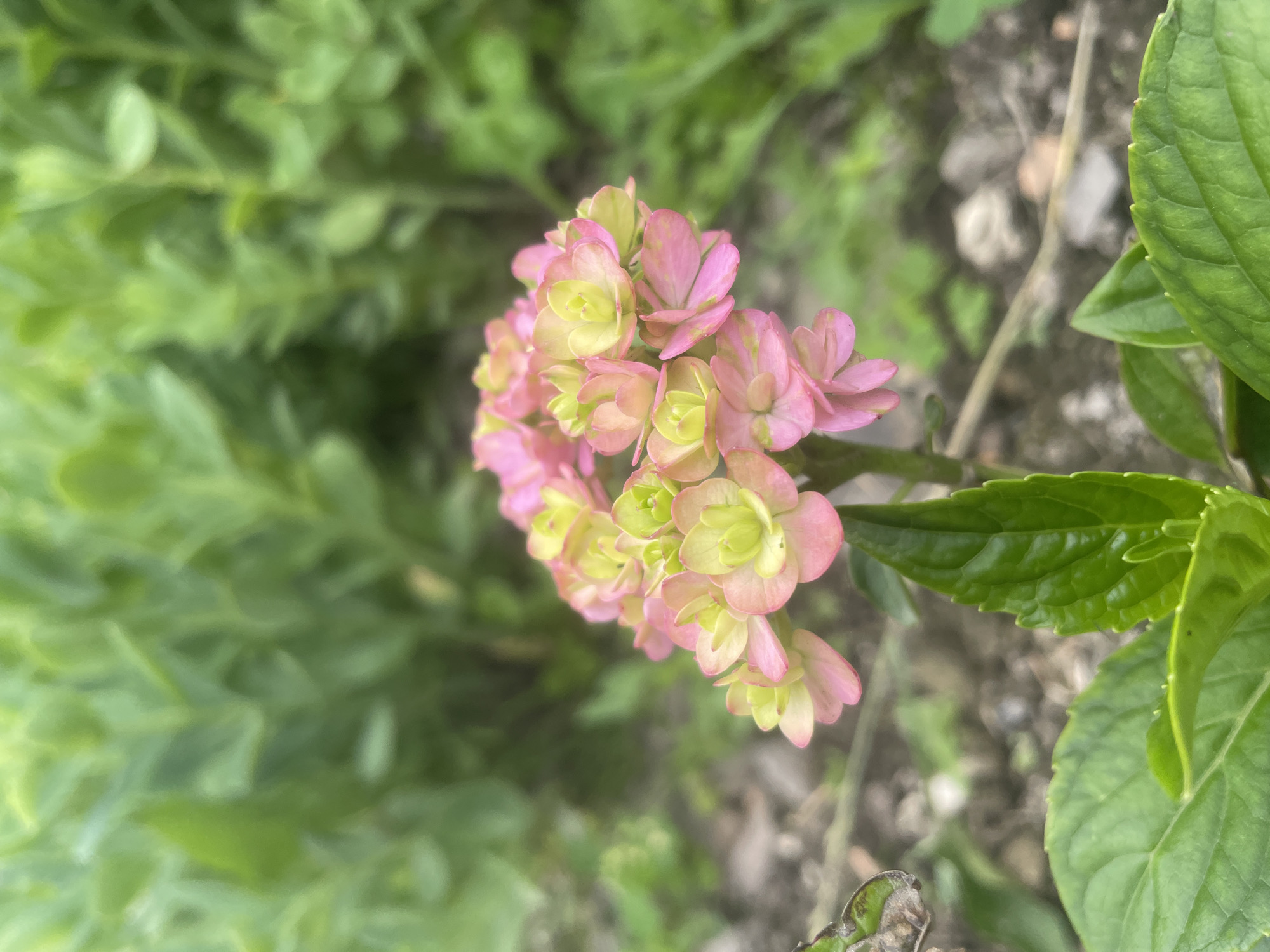 A close-up, eye-level shot focuses on a cluster of small, pink and green hydrangea florets. The flowers are the primary subject, with their delicate petals tinged with both soft pink and pale green. They are arranged in a rounded, slightly cascading formation at the top of a thin stem. Below the blooms, a vibrant green leaf extends into the foreground. The background is softly blurred, revealing more green foliage and a muted ground composed of soil and small stones. The scene appears to be outdoors in a garden setting. No people are visible in the image. This image was captured in the city of Yasnoe, Russia.