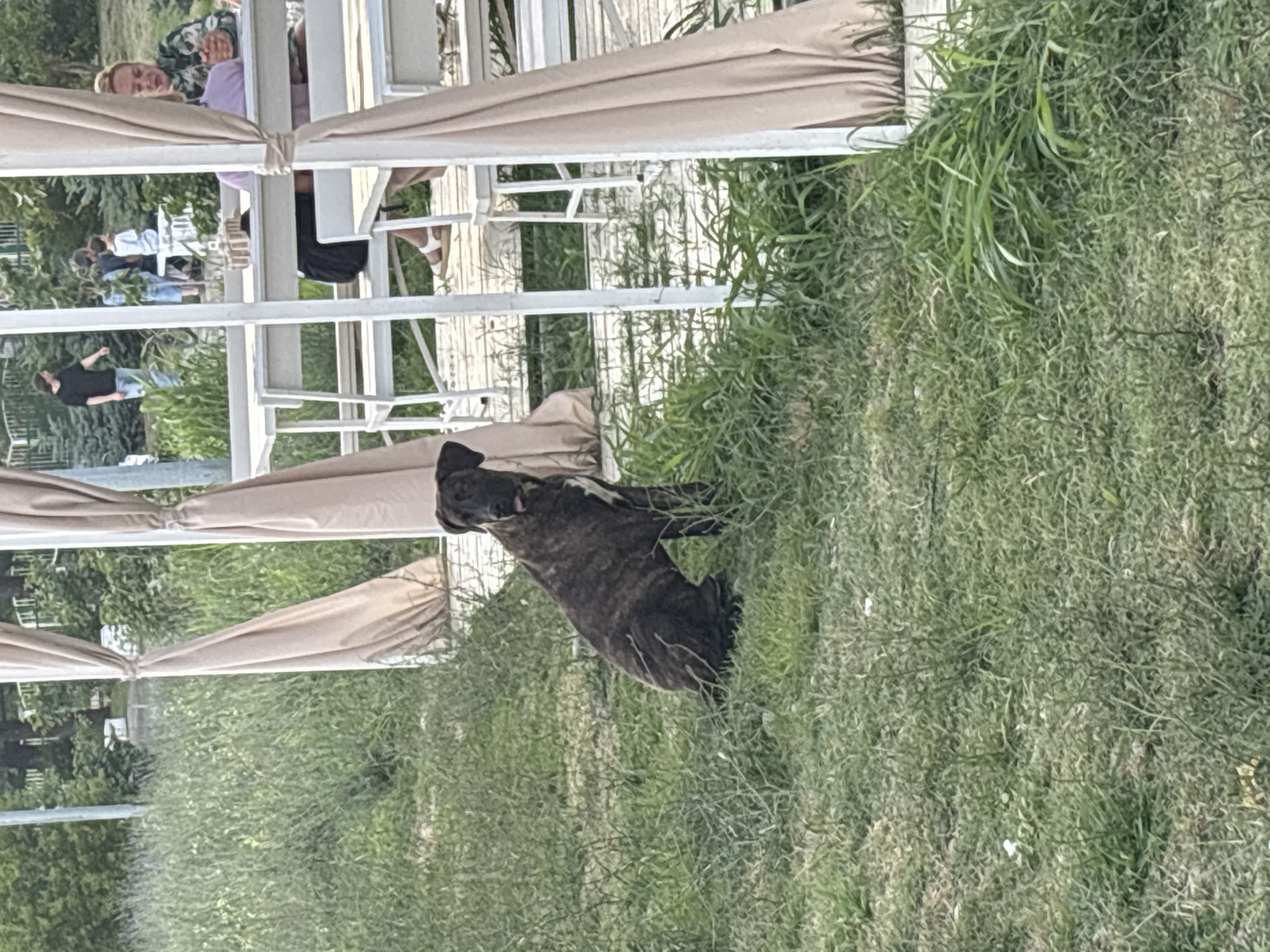 The image depicts an outdoor scene, possibly a restaurant or outdoor seating area, with a large dog in the foreground. The setting appears to be grassy, with lush green vegetation surrounding the area. In the background, there are white structures that could be part of a tent or pergola, with light-colored fabric draping from them.
The primary subject in the foreground is a brindle-colored dog, possibly a mastiff mix, sitting on the grass and looking towards the left of the frame. Its fur has a mix of dark brown and lighter stripes. The dog appears alert, with its mouth slightly open.
In the background, several people are visible, though they are less in focus. One person is seated at a table, wearing a light purple top and a patterned garment. Another group of people are standing further back, some wearing casual clothing like t-shirts and shorts. The presence of tables and seating suggests a social gathering or a public space where people are dining or relaxing.
The lighting suggests it might be daytime, with natural light illuminating the scene. The overall atmosphere seems relaxed and casual, typical of an outdoor leisure setting. There is no visible text in the image.