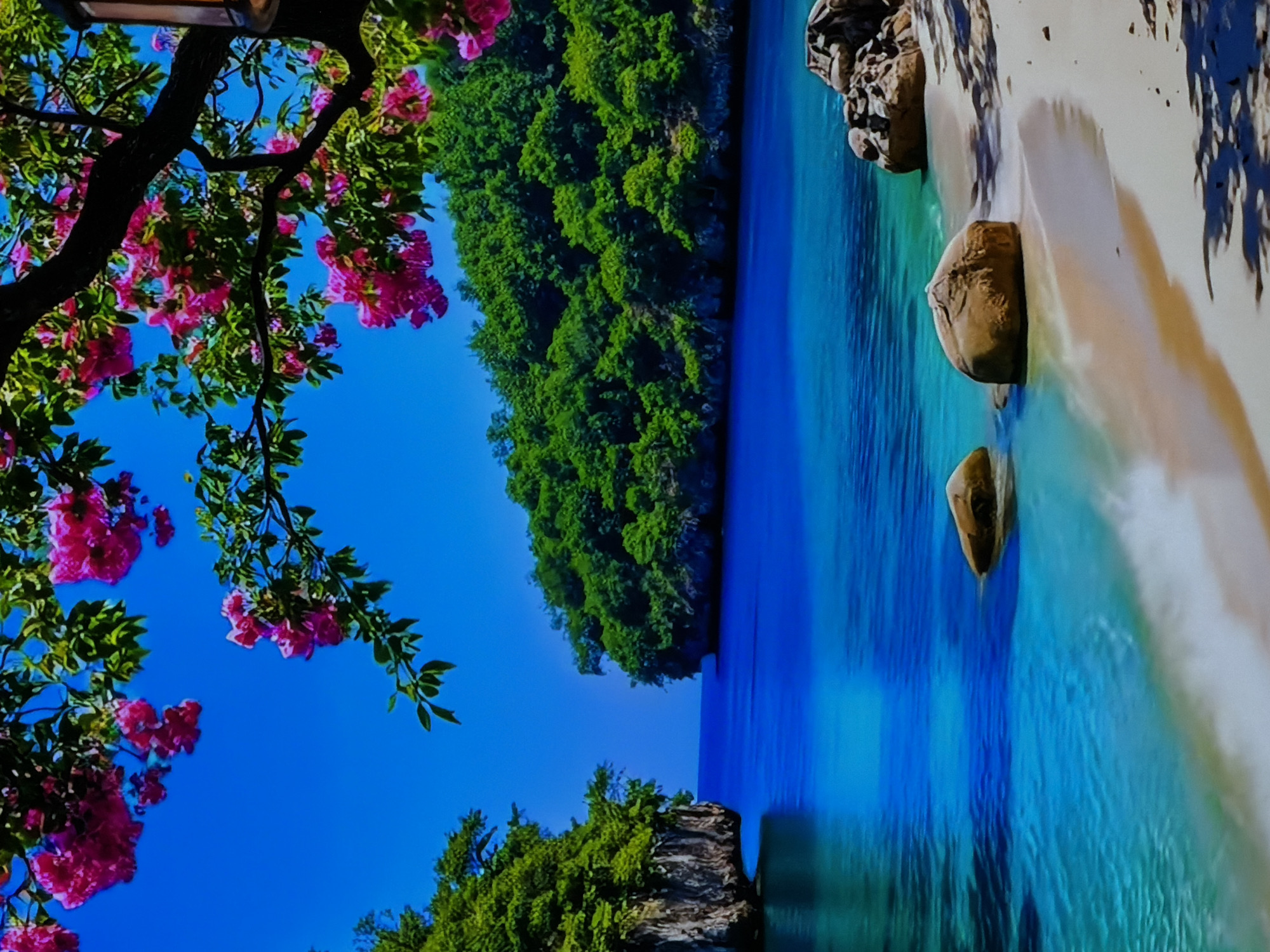 The image, captured in Sofiivska Borshchahivka, Ukraine, depicts a vibrant, tropical coastal landscape under a clear blue sky. The overall scene conveys a sense of natural beauty and tranquility.
In the foreground, on the left side, a prominent dark tree branch with lush green leaves and numerous bright pink to magenta blossoms dominates the view. These flowering branches frame the upper and left edges of the image, adding a striking burst of color against the serene blue backdrop.
The middle ground features dense, verdant green foliage covering what appear to be cliffs or small islands, extending along the horizon line. Below these forested landforms, a expansive body of crystal-clear water, likely an ocean or bay, stretches across the frame. The water exhibits a beautiful gradient of blues, from a deeper azure in the distance to a lighter, turquoise hue closer to the shore, with visible ripples and reflections on its surface.
To the right, a pristine sandy beach curves gently, meeting the clear water. Several smooth, rounded, brown rocks are scattered on the sand and partially submerged in the shallow water. Distinct dark shadows, likely cast by unseen overhead trees or foliage, stretch across the sandy shore, indicating bright sunlight.
The scene suggests a sunny daytime, possibly mid-day or afternoon, given the intensity of light and well-defined shadows. There are no people visible in the image, nor is there any discernible text. The setting evokes a serene, untouched natural environment, characteristic of a tropical or subtropical paradise.