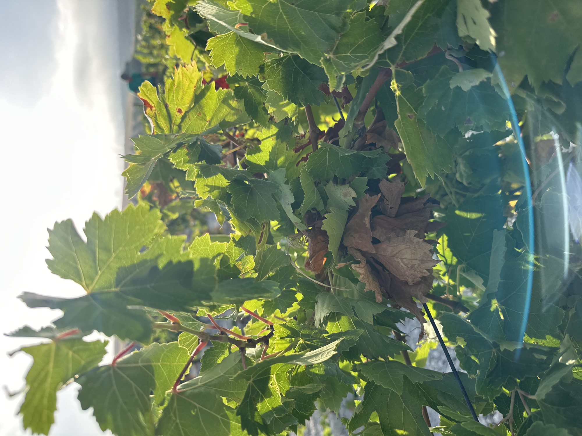 This is a close-up, eye-level, outdoor, daytime photograph of grapevines in San José del Valle, Spain. The sun is shining, creating lens flare across the foreground and casting light through the green leaves. Several large, green grape leaves are in sharp focus, with some browning leaves visible in the cluster. The vines are supported by a black wire running horizontally through the frame. In the background, out of focus, a person in a teal shirt is working amongst rows of grapevines under a bright, hazy sky. The environment appears to be a vineyard.