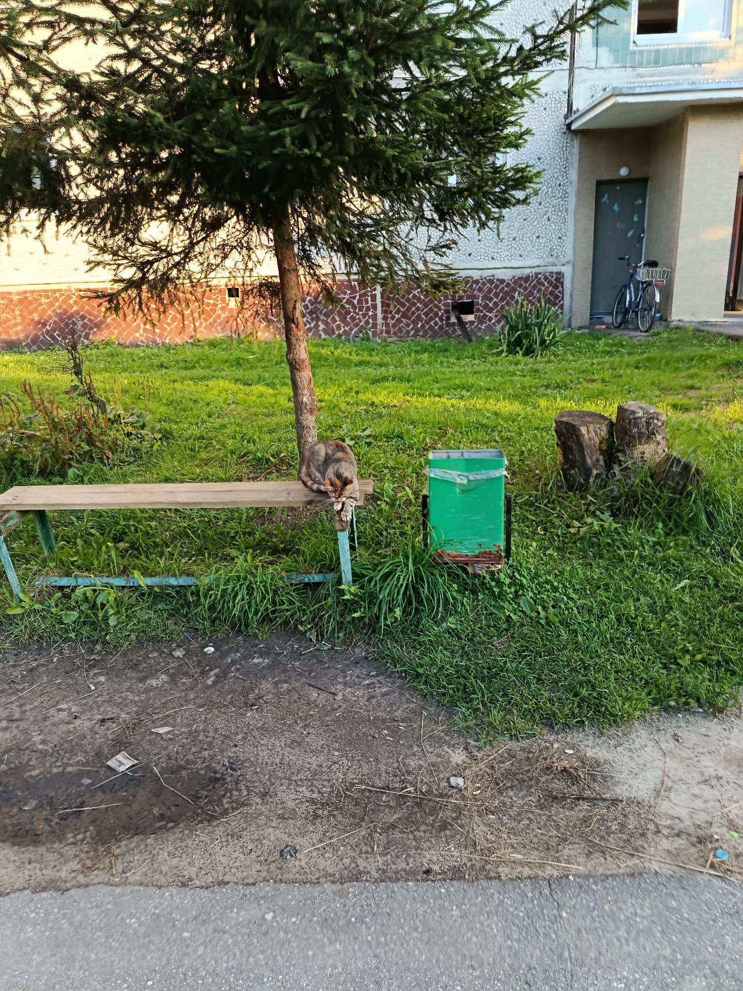 The image shows an outdoor scene in the city of Vereya, Russia, with a focus on a small, aged wooden bench under a spruce tree. A tabby cat is curled up on the far right end of the bench, its tail hanging over the side. To the right of the bench, a green metal trash can with rust and plastic sheeting is visible. Behind these objects, two large tree stumps are present in the grassy area. In the background, a multi-story building with beige and patterned brick siding is seen, with a bicycle parked near a doorway. The ground in the foreground is a mix of pavement and a muddy puddle with scattered debris. The lighting suggests it is late afternoon or early evening, casting long shadows.