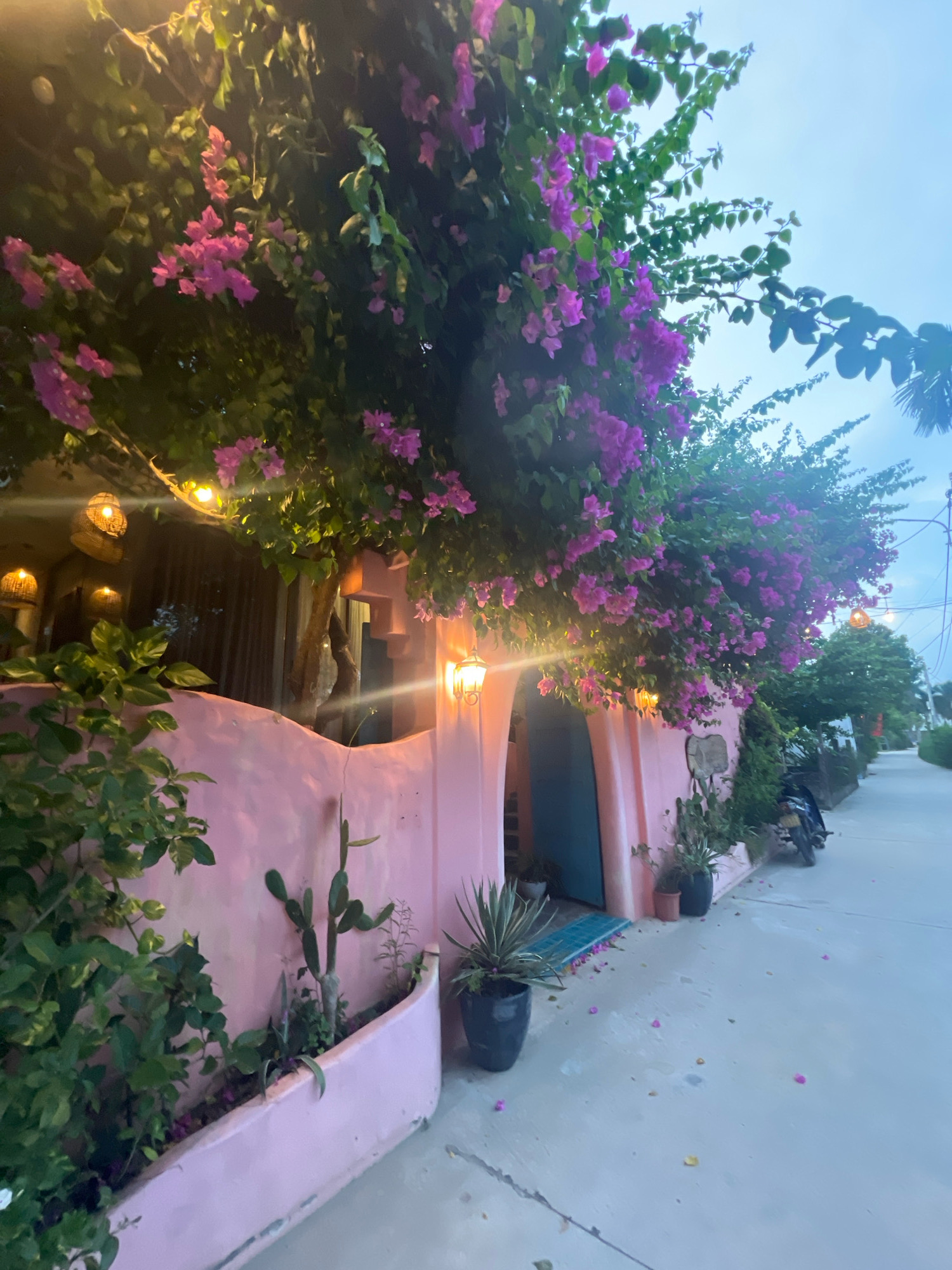 This image depicts a charming, exterior view of a building in Hoi An, Vietnam, characterized by its vibrant pink facade and lush greenery. Bougainvillea flowers, a common sight in Hoi An, cascade over the pink wall and an arched entryway, creating a picturesque scene. The building appears to be a small shop or restaurant, with warm, inviting lighting emanating from woven lanterns and wall-mounted lamps. Several potted plants, including cacti and agave, are strategically placed around the entrance, adding to the tropical ambiance. A blue door is visible behind the archway, hinting at the interior. The street in front of the building is paved with concrete, and fallen pink petals from the bougainvillea are scattered across it, suggesting a gentle breeze. In the background, a motorbike is parked, and the street continues into the distance, lined with more trees and buildings. The sky is a soft blue, indicating either early morning or late afternoon light. The overall impression is one of a quaint, aesthetically pleasing establishment in the historic and picturesque city of Hoi An.