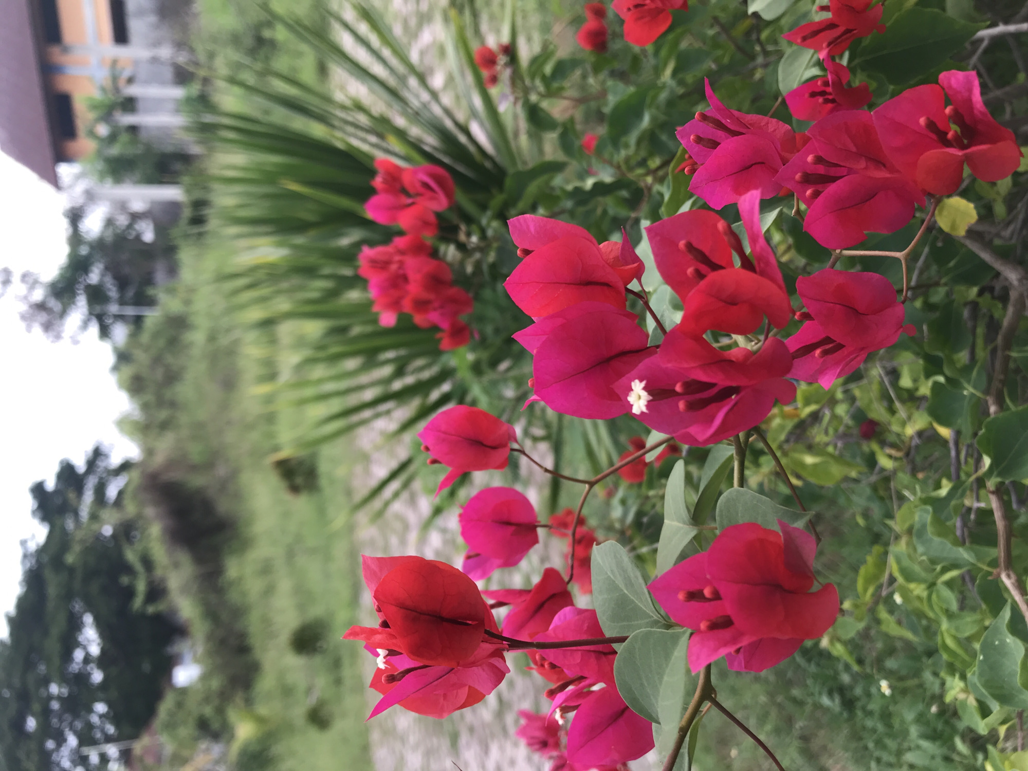 The image shows a cluster of bright pink bougainvillea flowers in the foreground, with a backdrop of greenery and blurred buildings. The scene appears to be outdoors, with a gravelly ground visible in the background. The location, Lhokseumawe, Indonesia, is based on user input.