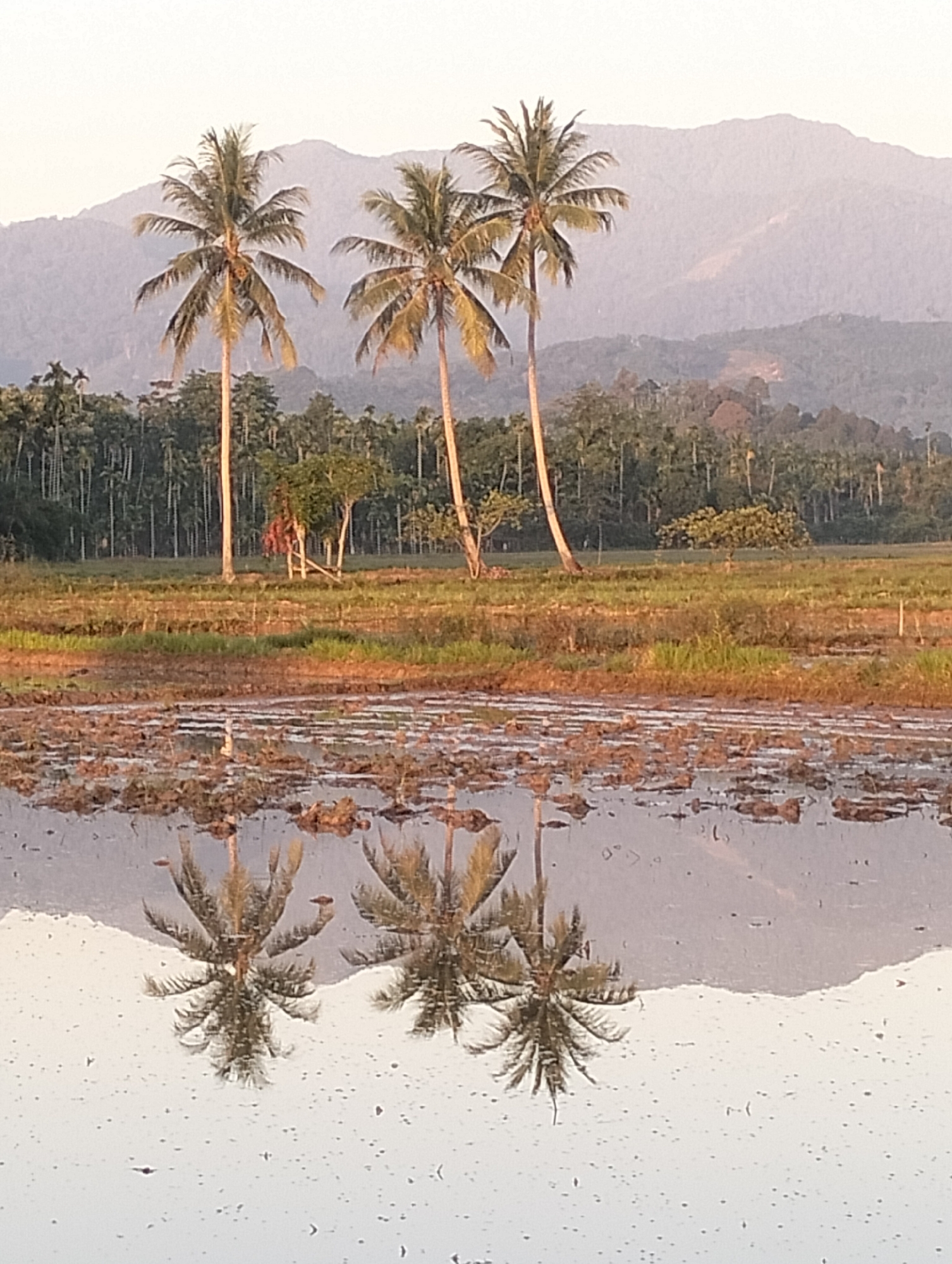 In Uleegajah, Indonesia, this image captures a tranquil, rural landscape at dawn. Three prominent coconut palm trees stand tall in the foreground, their fronds gently swaying against a hazy, mountainous backdrop. The ground in front of the trees is a muddy field, possibly a paddy field, with shallow water reflecting the sky and the trees. The reflections are slightly distorted due to ripples on the water's surface. Behind the palms, a dense forest stretches across the middle ground, giving way to layered, misty mountains that fade into the pale sky. The overall atmosphere is serene and peaceful, characteristic of a quiet morning in the Indonesian countryside.