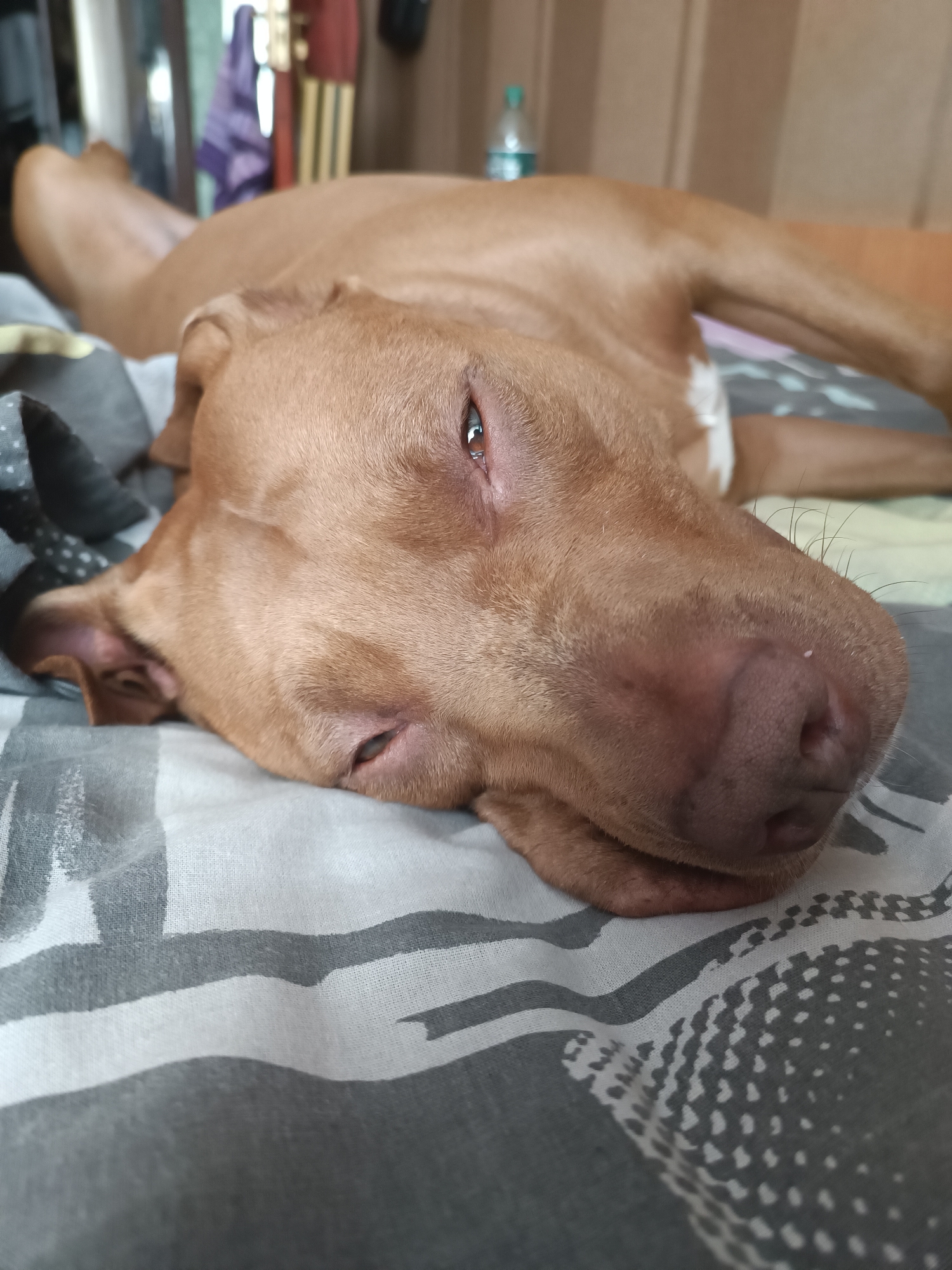 A tan-colored dog is lying on a bed, resting its head on a patterned pillow. The dog's eyes are open, and its body is relaxed. The bedding has a pattern of gray and white stripes and dots. In the background, a bottle of water and some clothing are visible on a shelf. The environment appears to be indoors, possibly a bedroom. The image does not provide any information about its location in Zaporizhzhia, Ukraine.