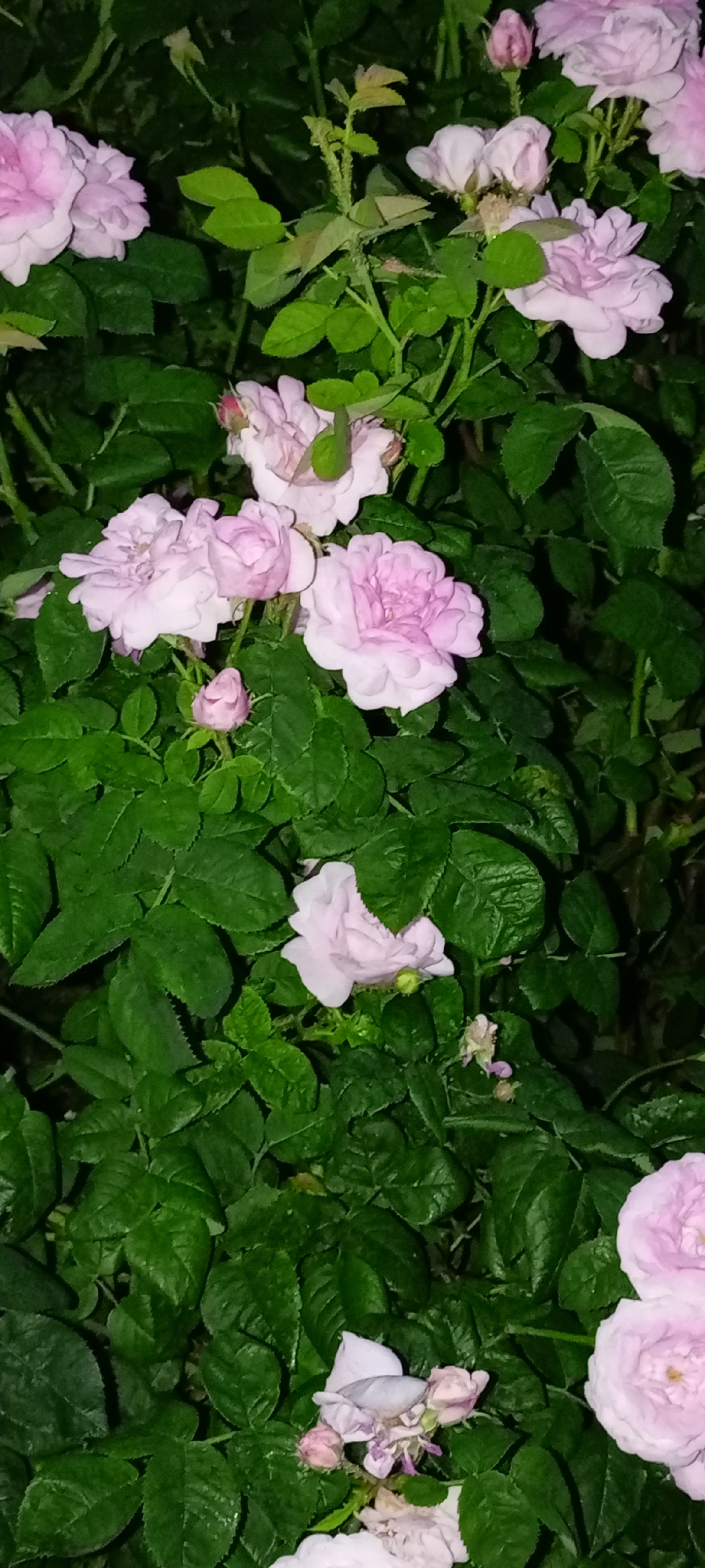 A close-up, vertical shot showcases a cluster of delicate pink roses amidst lush green foliage. Several fully bloomed roses, with their layered petals, are prominent, along with a few buds. The lighting suggests it might be dusk or nighttime, casting a slightly subdued glow on the scene. The image captures a natural, garden setting, likely within the city of Kirsanov, Russia, where such flora is common in residential or public green spaces. No people or specific actions are depicted, focusing solely on the botanical subject matter.