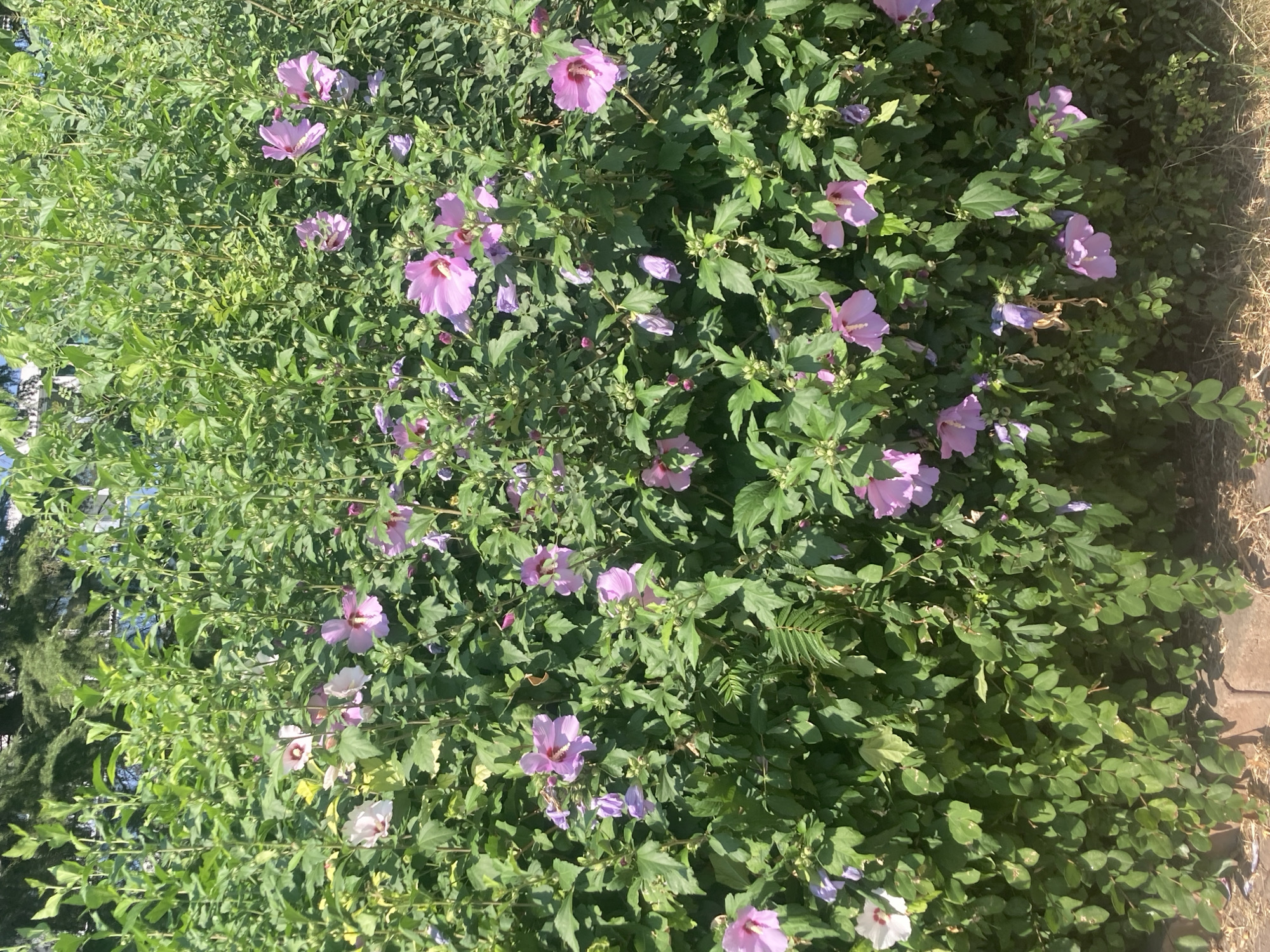 A dense, green bush with numerous light pink and purple hibiscus flowers is in full bloom. The bush fills most of the frame, with sunlight filtering through its leaves and flowers, creating dappled light and shadows. Some of the flowers are fully open, showcasing their delicate petals and prominent stamens, while others are still in bud or partially open. The leaves are a vibrant green, providing a lush backdrop for the blossoms. At the bottom of the image, a hint of reddish-brown brick or paving stones can be seen, suggesting an outdoor setting, possibly a garden or park within the city of Burgas, Bulgaria. The overall impression is one of natural beauty and abundance, typical of a summer day.