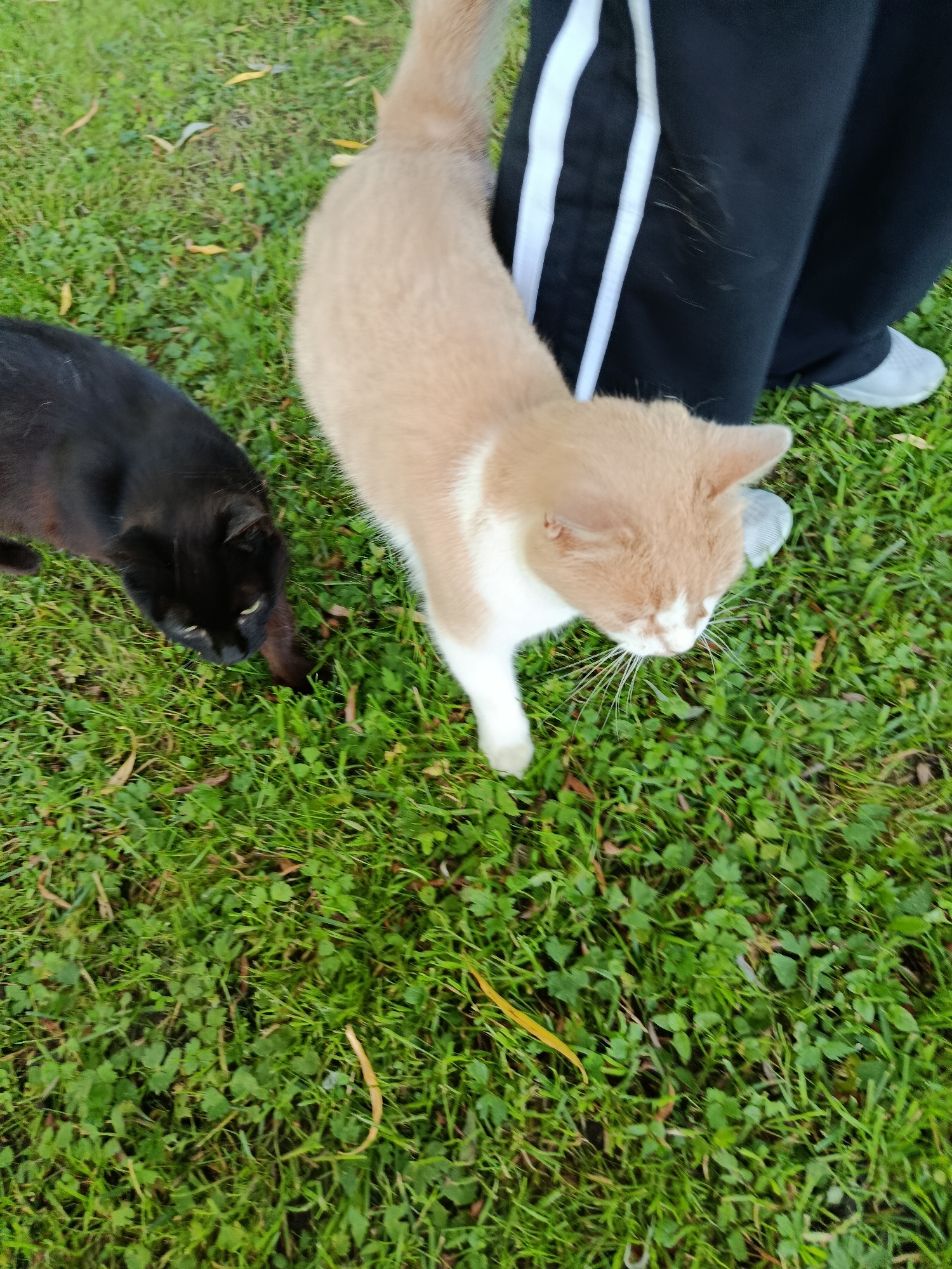 The image, taken at an eye-level perspective, depicts two domestic cats on a patch of green grass. The cat on the left is black and appears to be looking down towards the ground. The cat on the right is a light orange and white tabby, walking towards the viewer and looking down. Partially visible in the background is a person wearing black pants with white stripes and light gray athletic shoes, standing on the grass. The scene appears to be outdoors in a grassy area, possibly a park or yard. The image does not contain any identifiable landmarks or information that would specifically place it within the Мяжанскі сельскі Савет, Belarus.