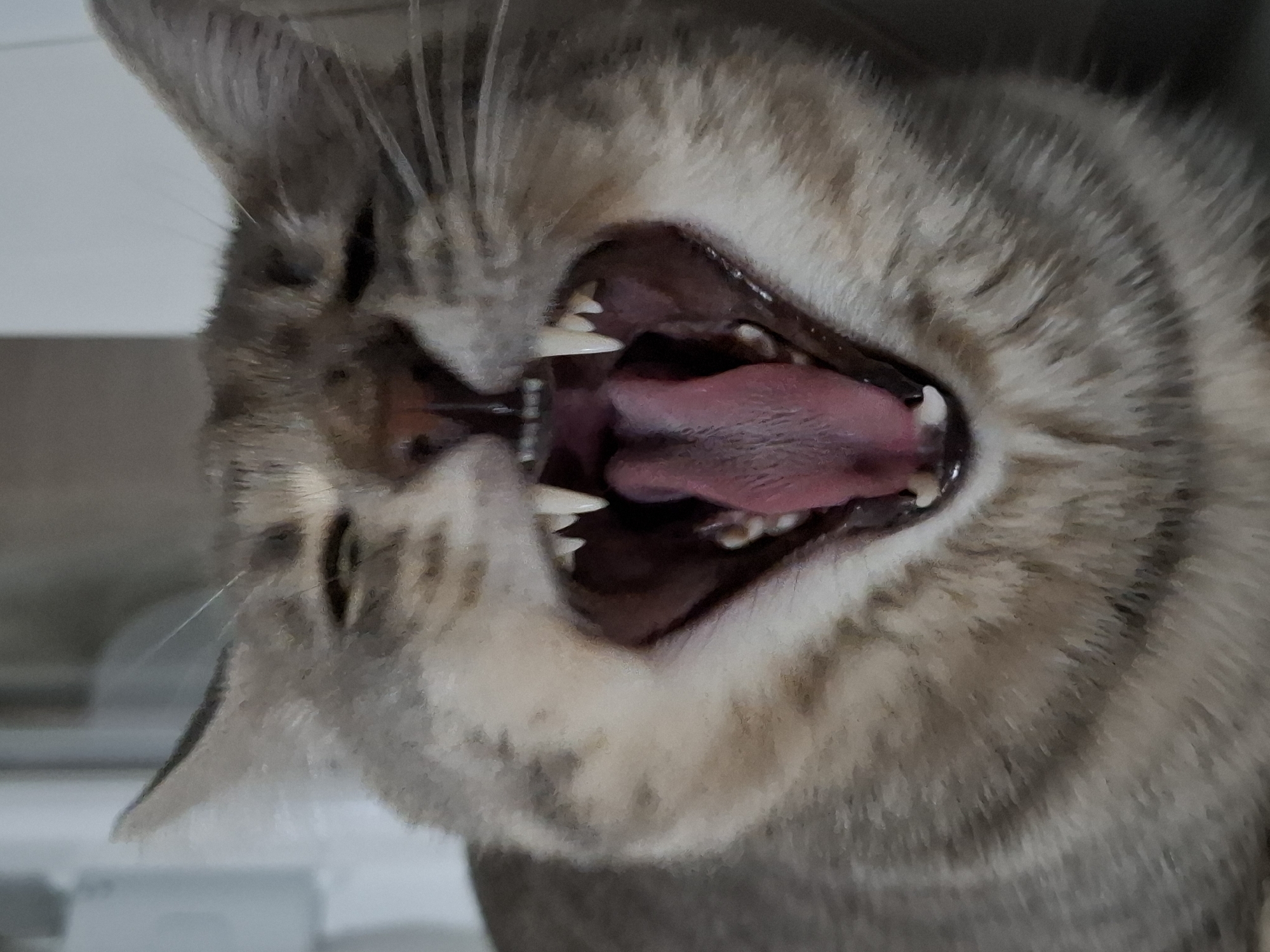 A close-up photograph captures a tabby cat caught mid-yawn, its head tilted diagonally in the frame. The cat's mouth is wide open, prominently displaying its pink tongue and sharp, white teeth, including its canines and some molars. Distinct grey and brown striped patterns are visible on its fur, characteristic of a tabby breed. The cat's eyes appear partially closed, suggesting a moment of relaxation, sleepiness, or contentment. The background is a plain, light-colored surface, indicating an indoor setting. No other subjects or objects are discernible in the tightly cropped image, nor are there any visible texts. The time of day and weather conditions cannot be determined from the photograph. This event takes place in Novi Sad, Serbia, as per the provided context. The overall impression is one of a natural, candid moment.