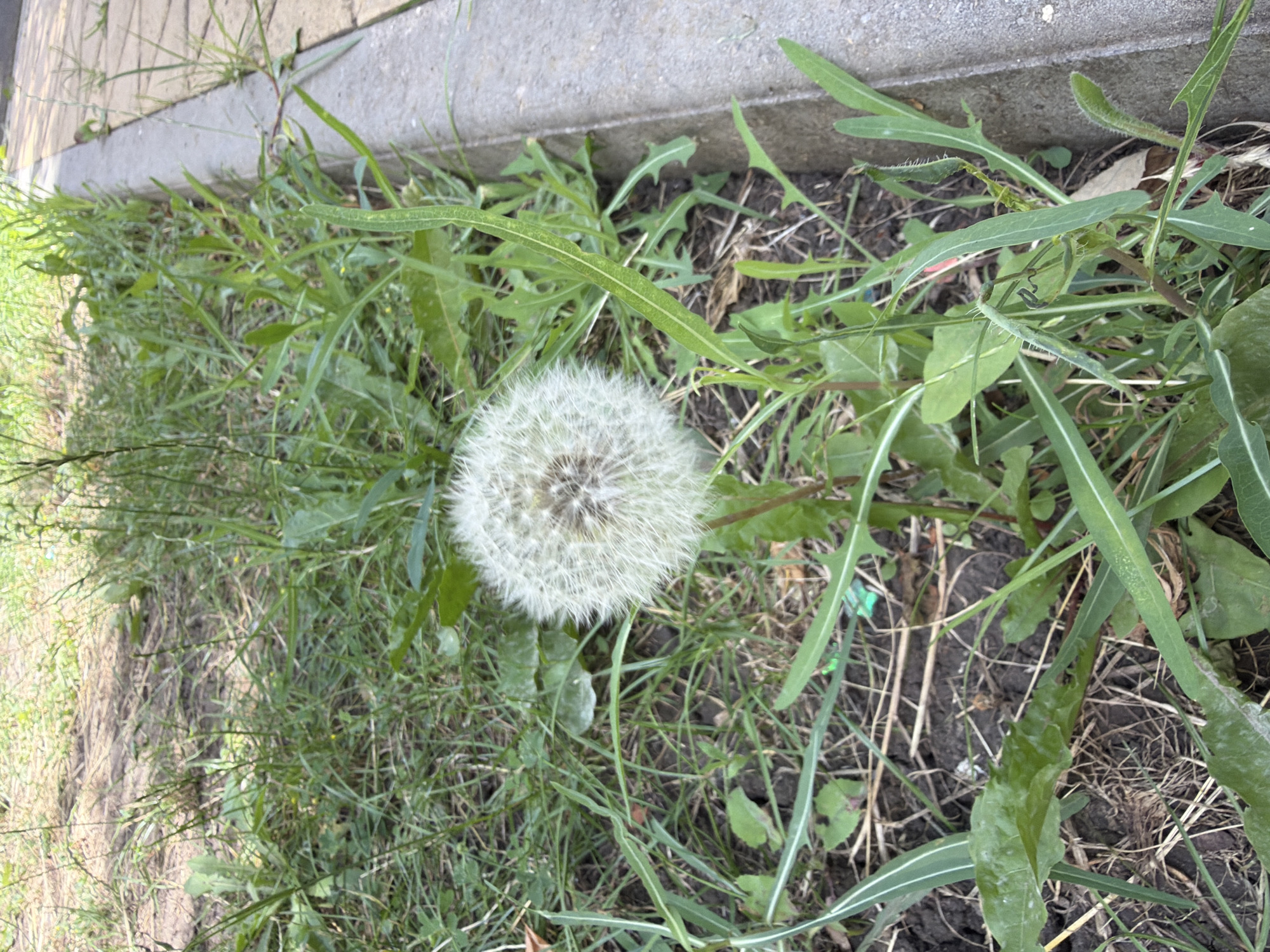 The image depicts a dandelion seed head in its fluffy, white, mature stage, growing amidst green grass and other vegetation. The dandelion is positioned in the foreground, slightly to the left of center. In the background, a concrete curb separates the grassy area from a paved surface, possibly a sidewalk or pathway. The overall environment suggests an outdoor urban setting, consistent with a park or roadside in Rostov-on-Don, Russia. No people are visible in the image, and the focus is solely on the natural elements. The lighting indicates it is daytime, with sunlight casting subtle shadows.