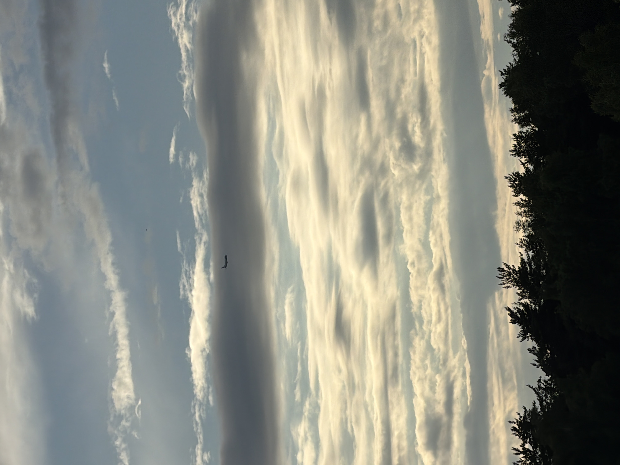 An airplane is flying in the sky over a forest. The sky is filled with clouds of various shades of gray and white, illuminated by sunlight. Below the sky, a dark silhouette of a dense forest stretches across the bottom of the frame, with the tops of evergreen trees forming a jagged line against the lighter sky. The overall scene suggests an outdoor environment, possibly on the outskirts of a city given the presence of the airplane. There are no visible people or specific landmarks that would indicate a precise location within Moscow, Russia.