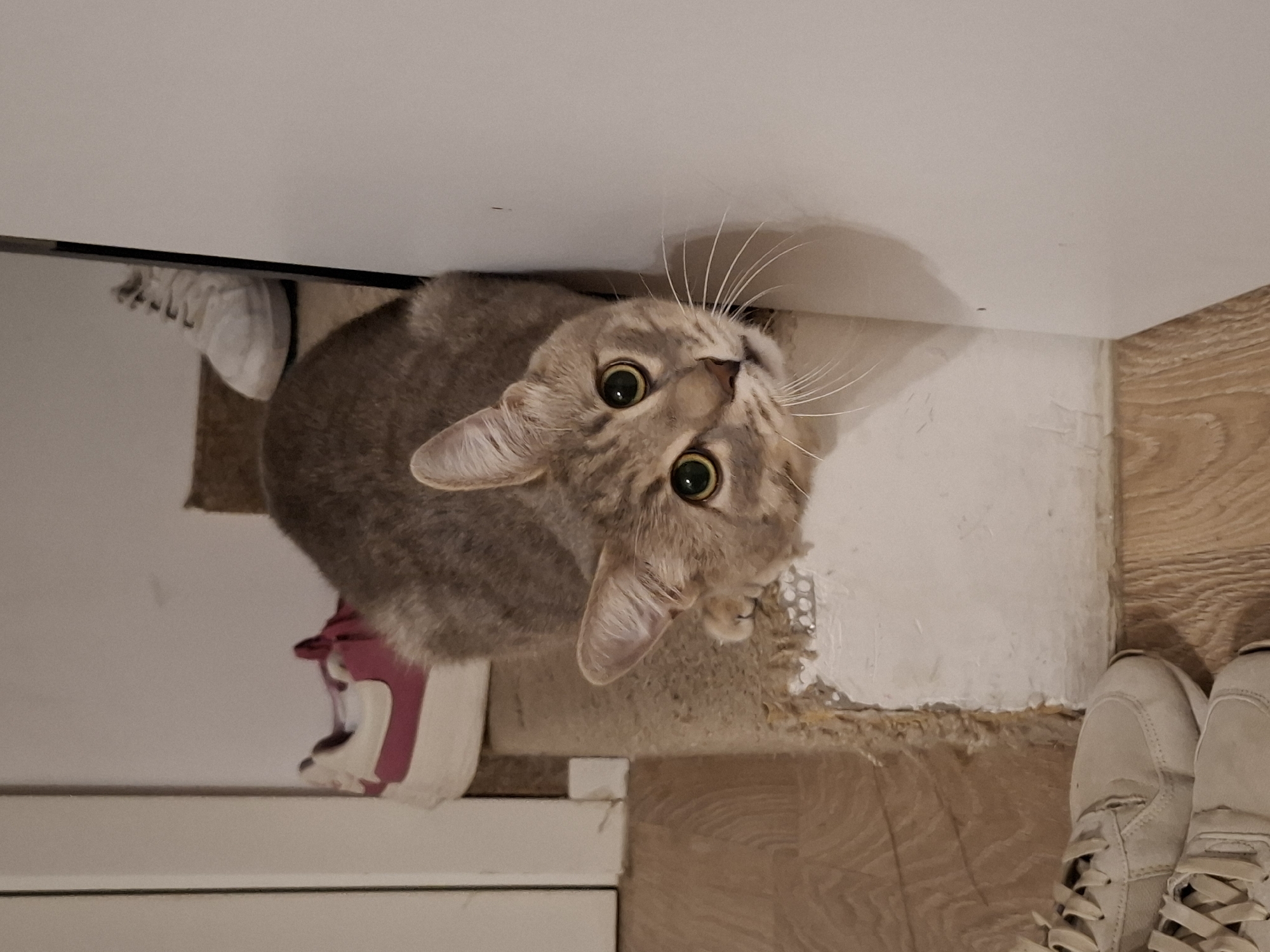 A grey tabby cat with large green eyes looks up at the camera from a carpeted step. The cat is positioned in the center of the frame, its body angled towards the right. Behind the cat, on the step above, are two pairs of sneakers: one white and pink, the other white. To the left of the steps, a wooden floor is visible. To the right of the cat, a white wall curves around, creating a corner. The lighting in the image is dim, casting shadows. The scene appears to be indoors, possibly in a hallway or entryway.